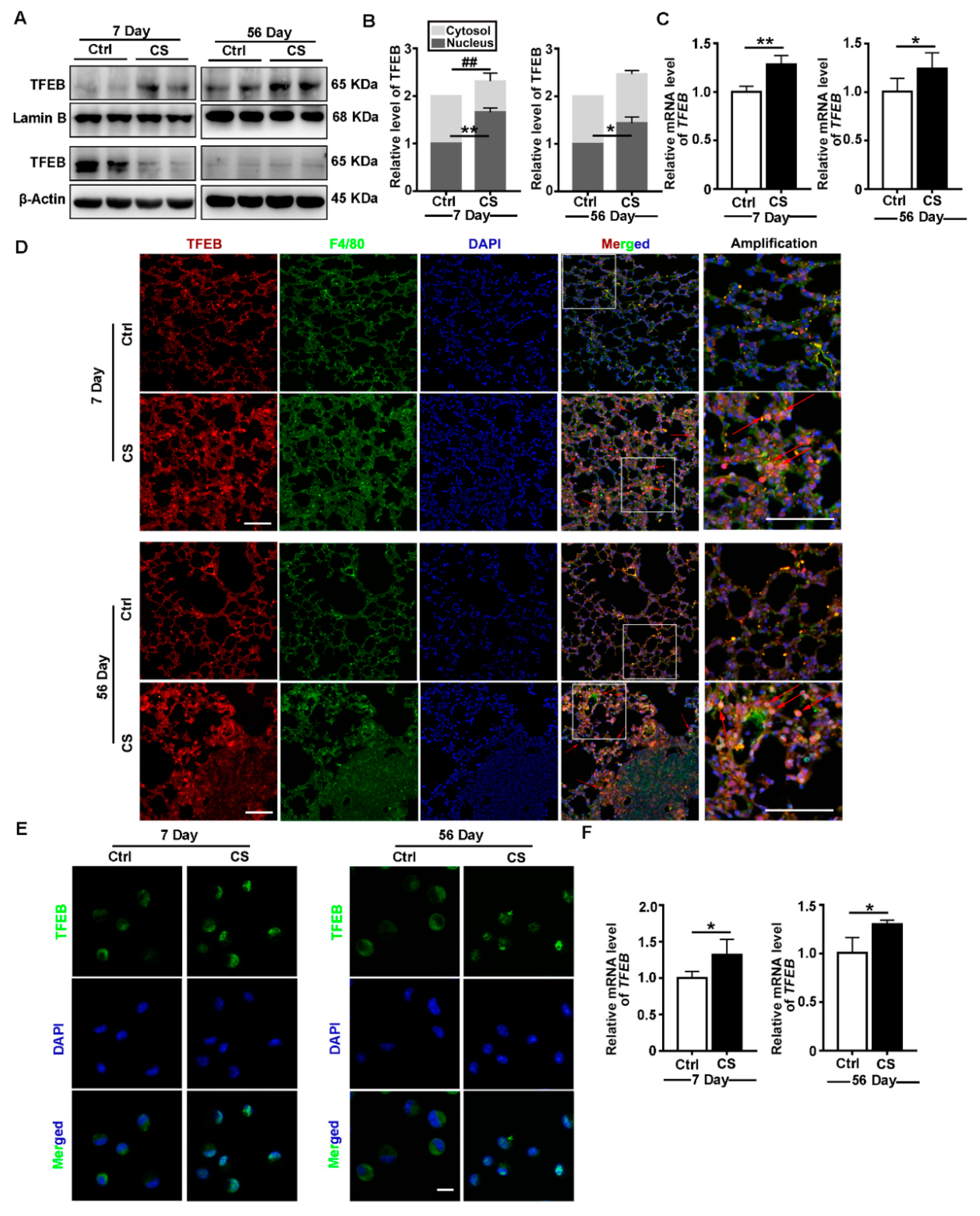Cells 09 00122 g001 Cells 09 00122 g001