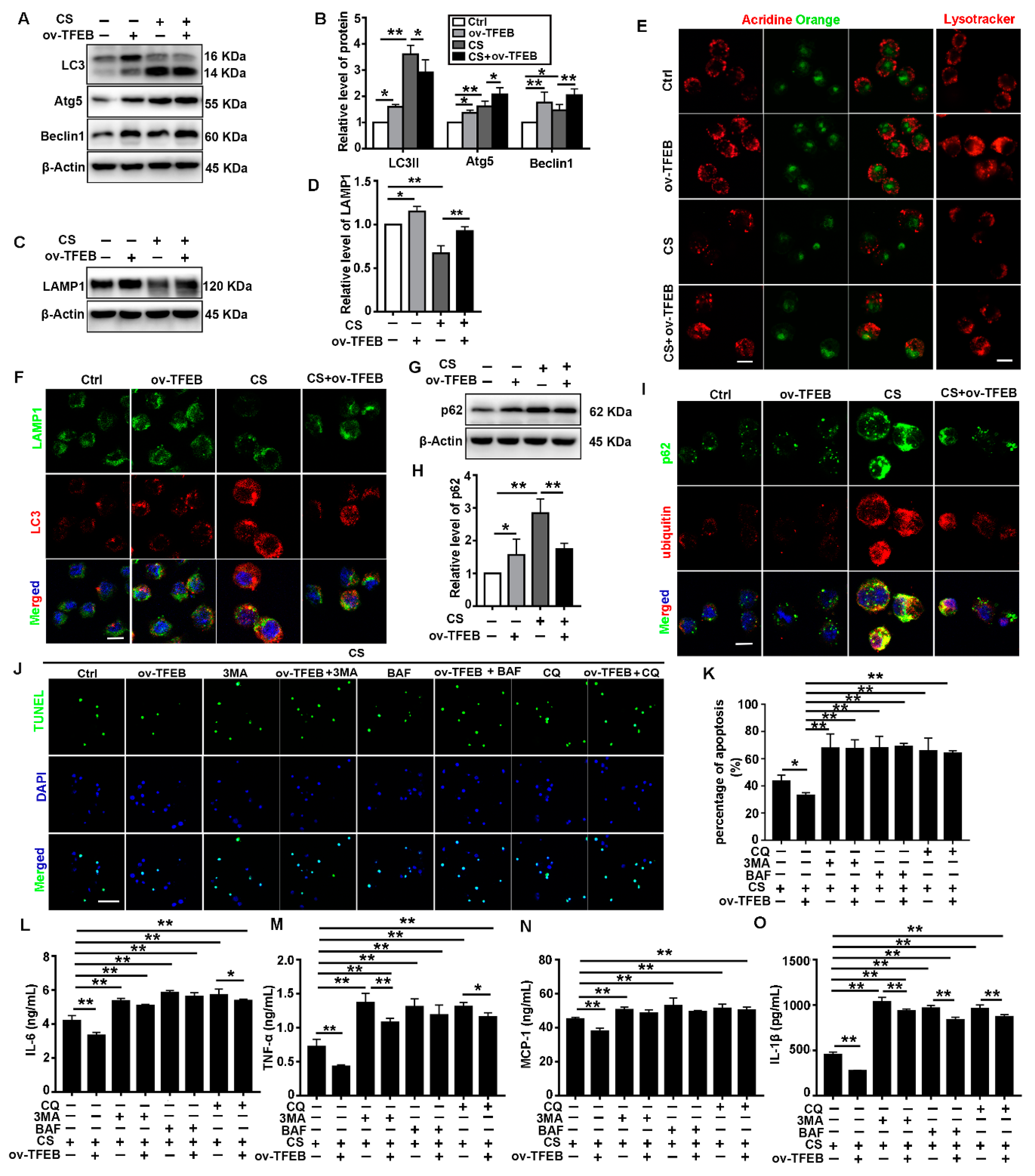 Cells 09 00122 g003 Cells 09 00122 g003