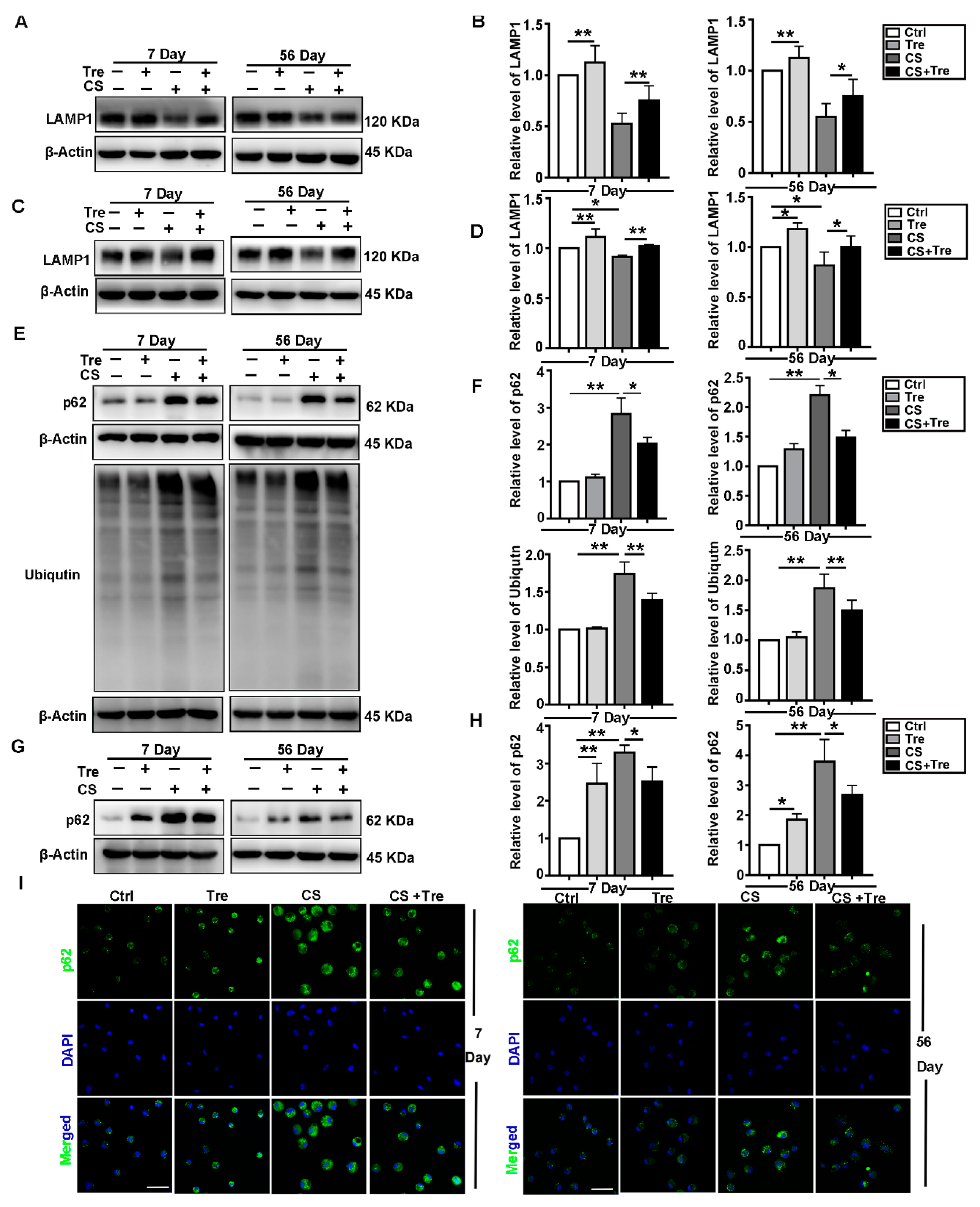 Cells 09 00122 g005 Cells 09 00122 g005