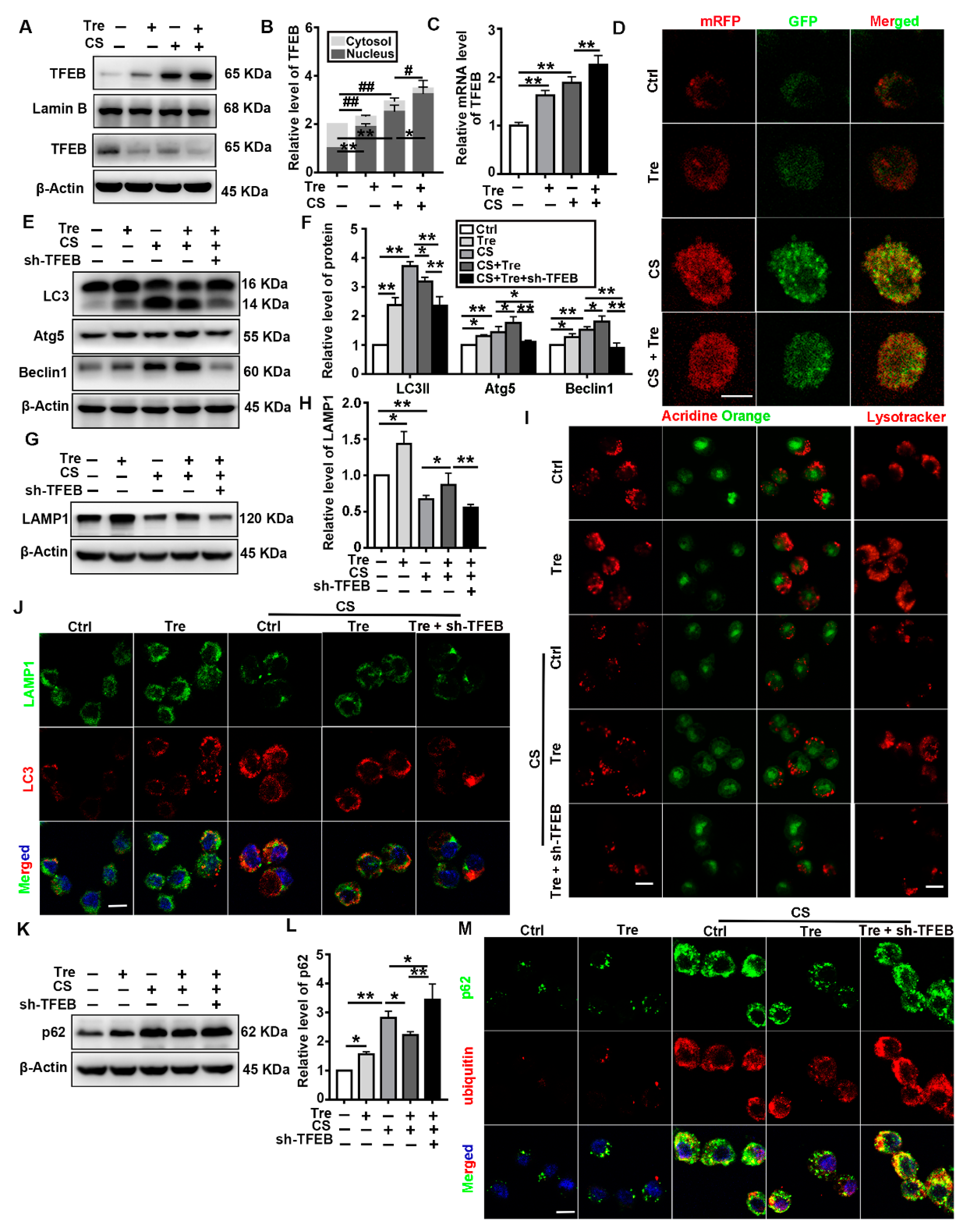 Cells 09 00122 g006 Cells 09 00122 g006