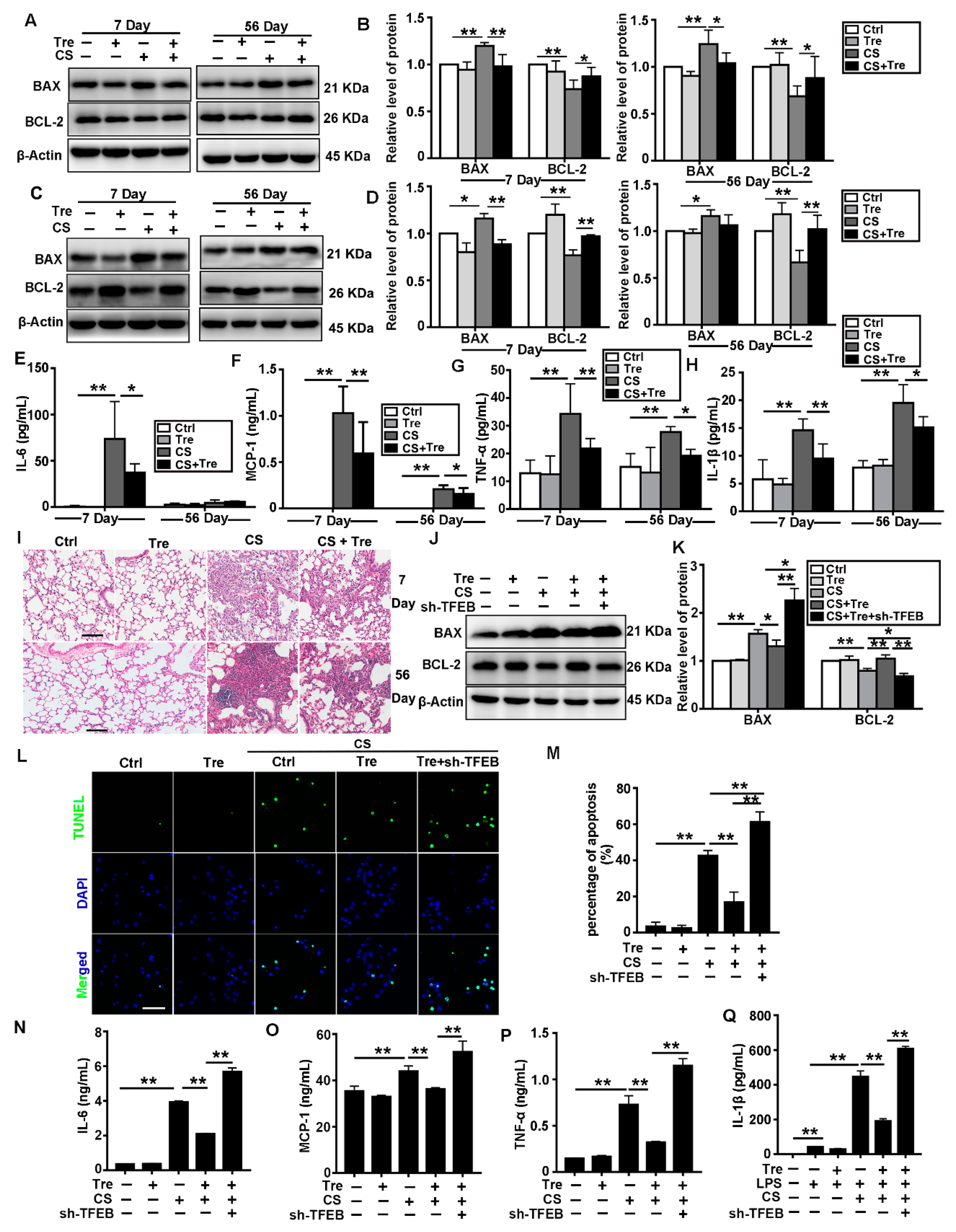 Cells 09 00122 g007 Cells 09 00122 g007