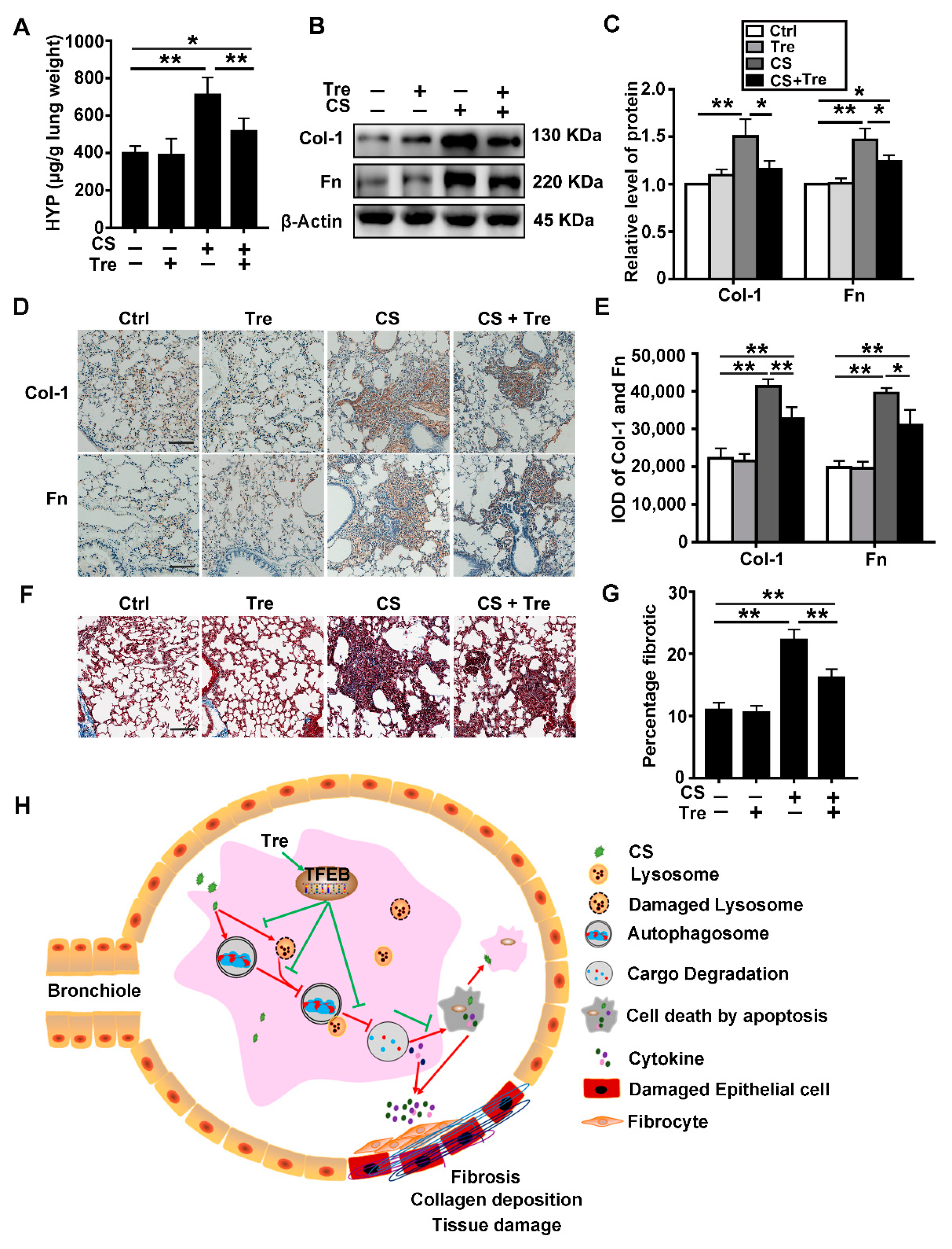 Cells 09 00122 g008 Cells 09 00122 g008