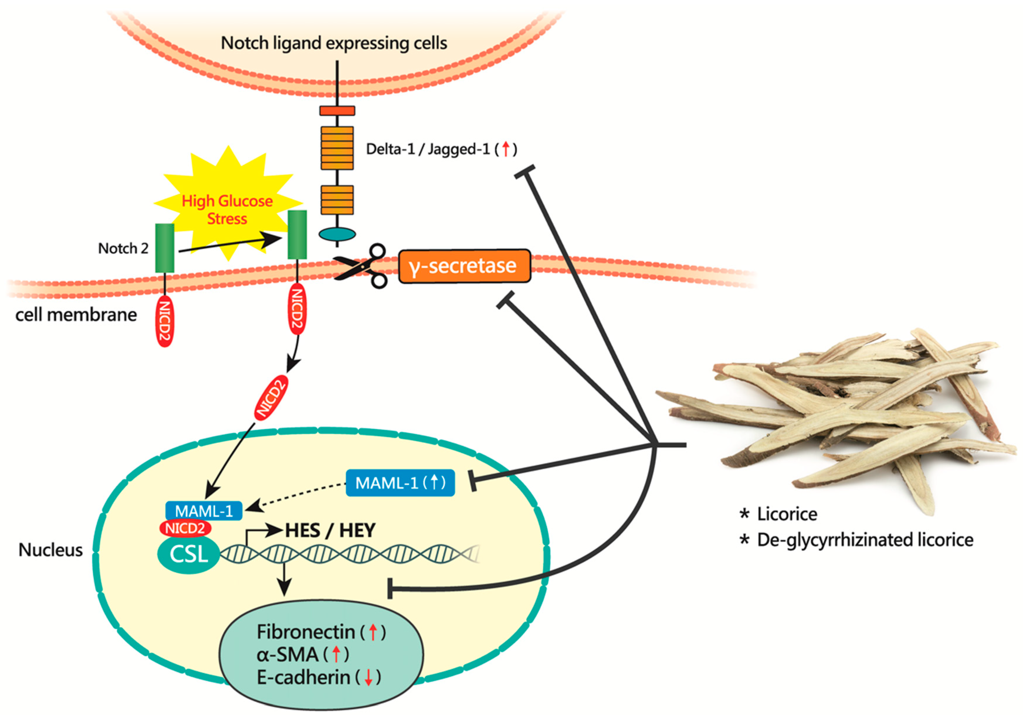 Cells 09 00125 g008 Cells 09 00125 g008
