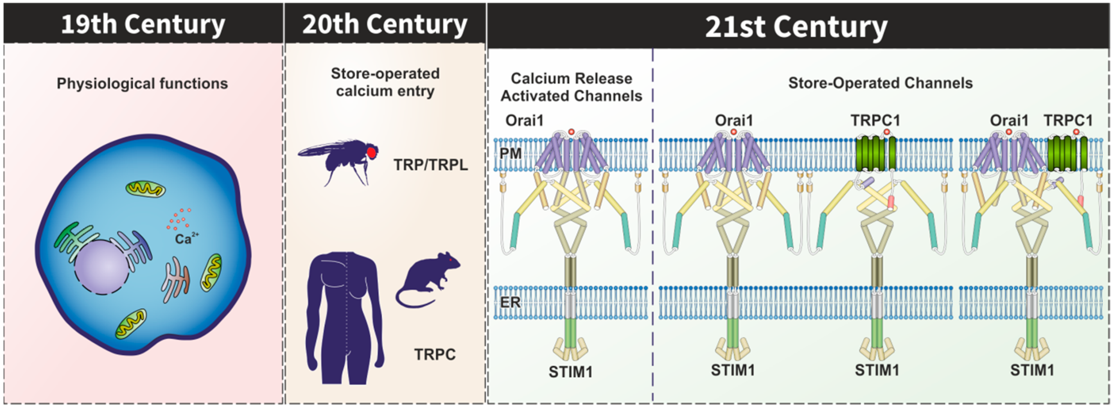Cells 09 00126 g001 Cells 09 00126 g001
