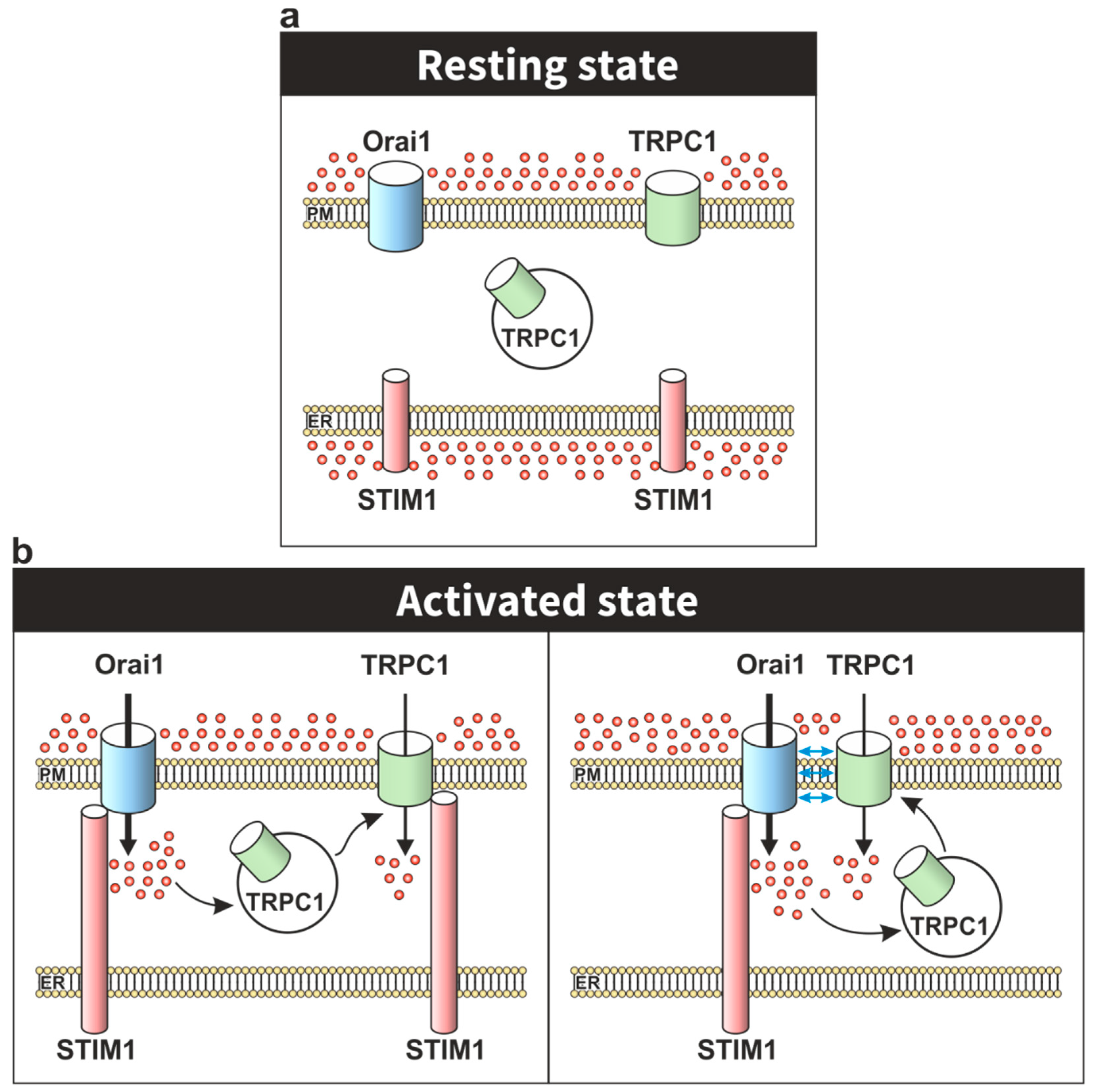 Cells 09 00126 g002 Cells 09 00126 g002