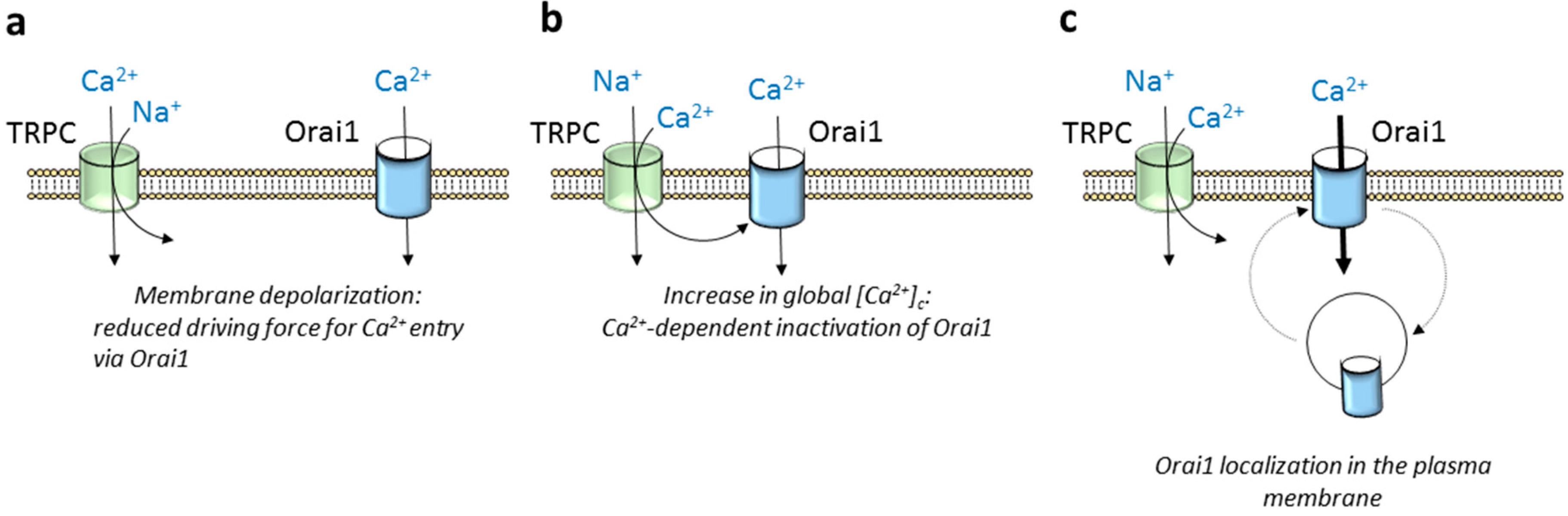 Cells 09 00126 g003 Cells 09 00126 g003