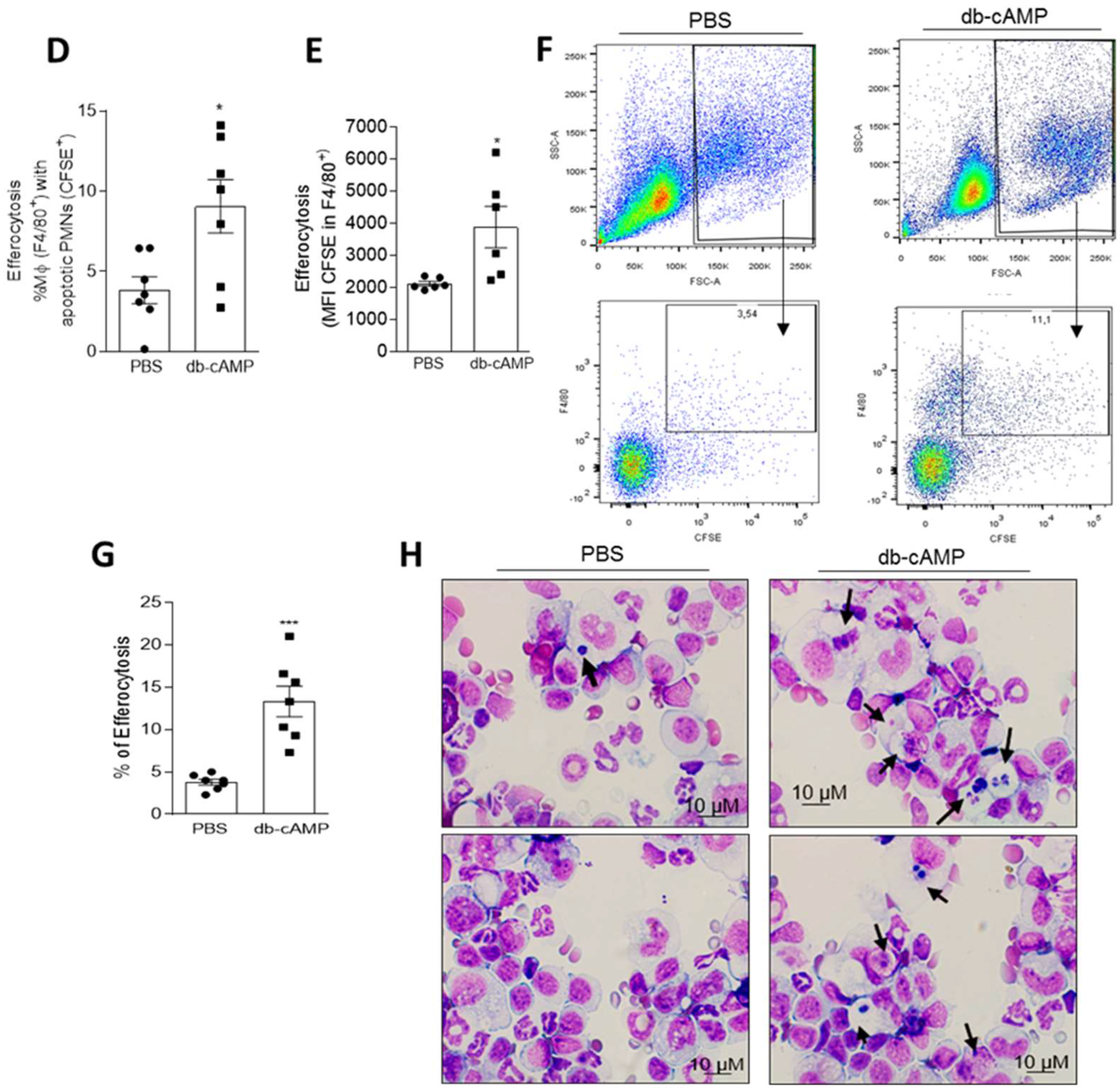 Cells 09 00128 g006b Cells 09 00128 g006b