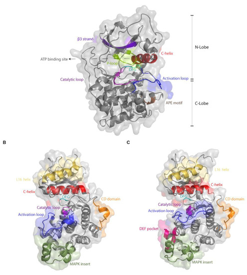 Cells Free Full Text Mutations That Confer Drug Resistance Oncogenicity And Intrinsic Activity On The Erk Map Kinases Current State Of The Art Html Cells Free Full Text Mutations That Confer Drug Resistance Oncogenicity And Intrinsic Activity On The Erk Map Kinases Current State Of The Art Html