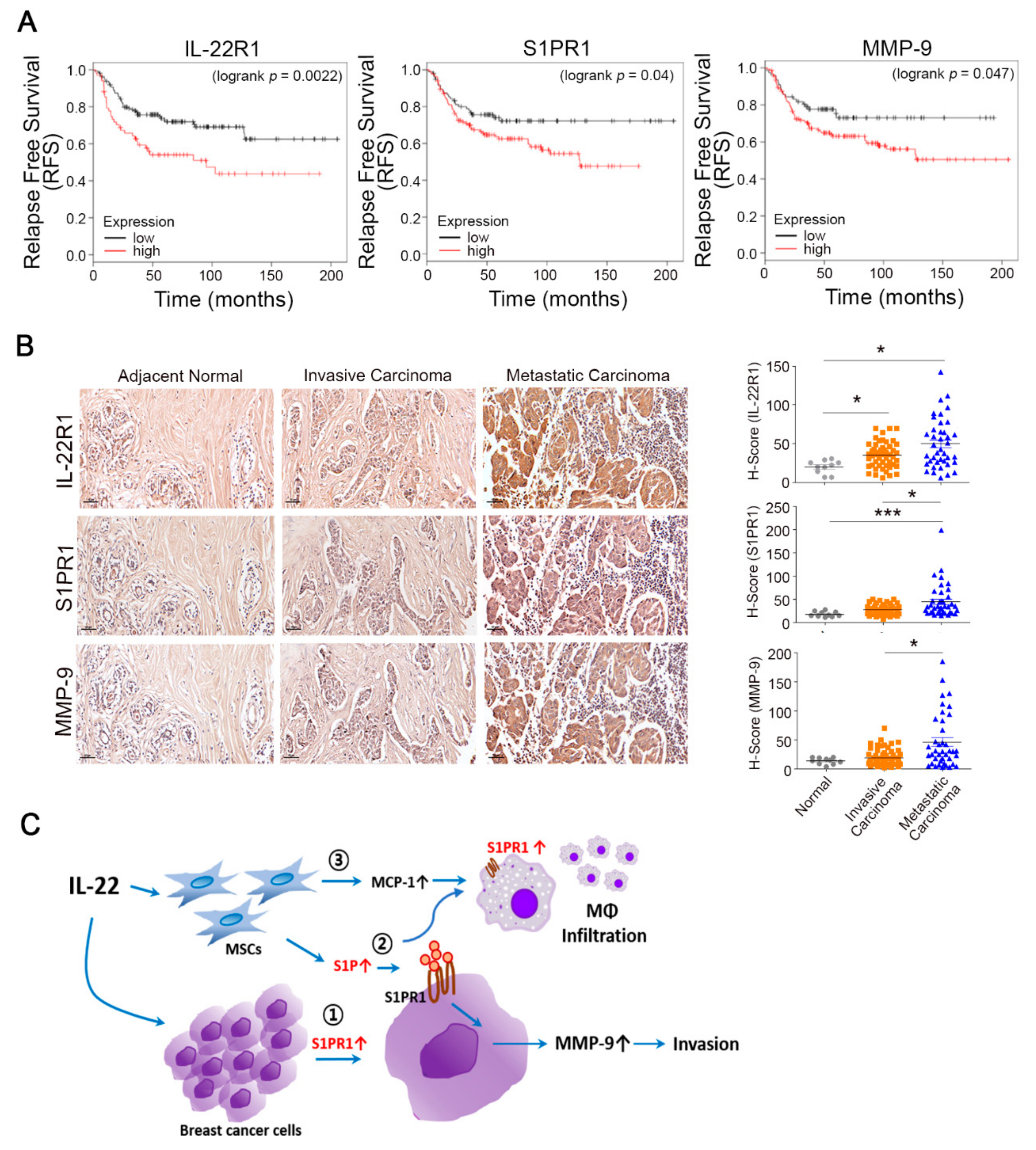 Cells 09 00131 g005 Cells 09 00131 g005