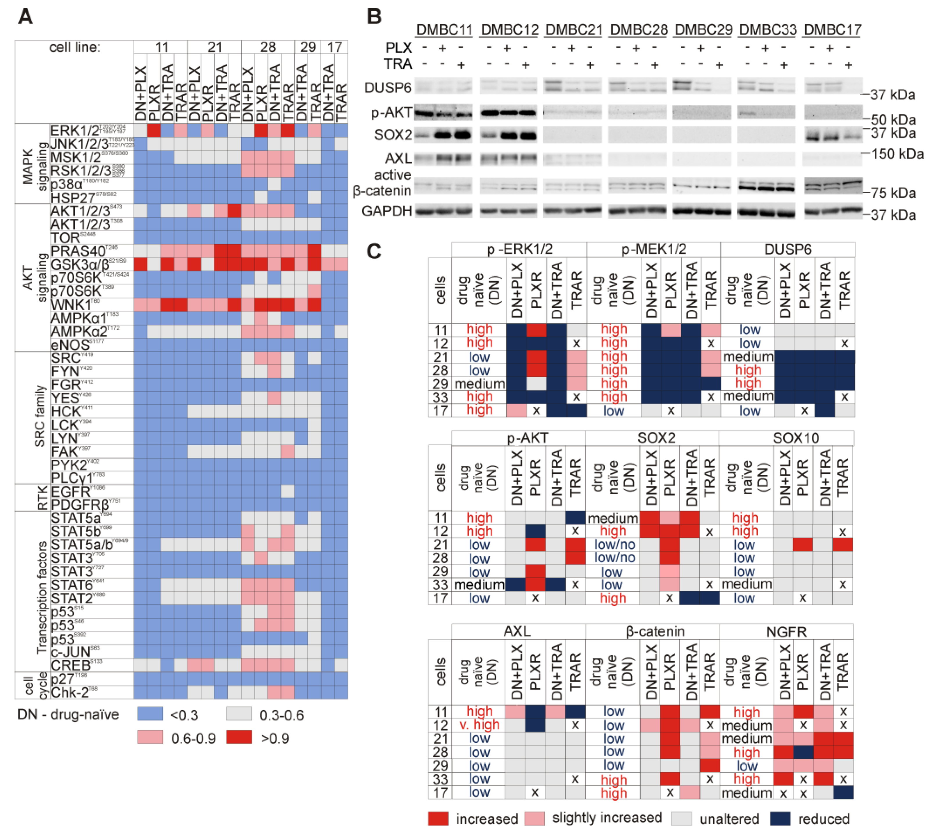 Cells 09 00142 g006 Cells 09 00142 g006