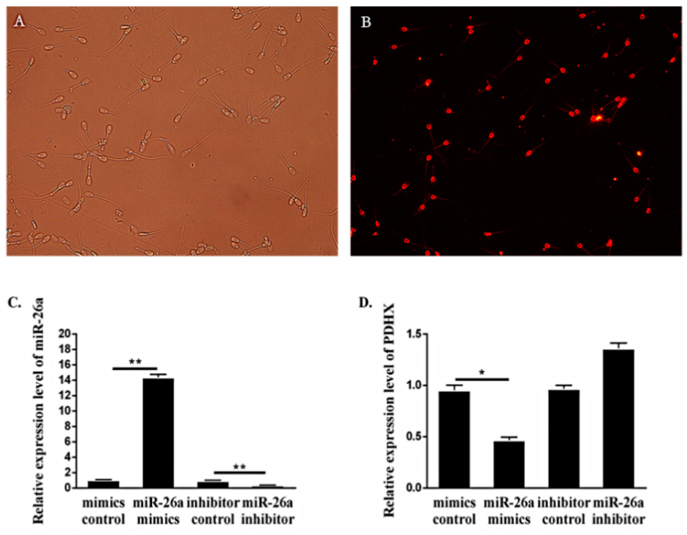 ファッションシーンで話題のこれから流行るブランド12選 miR-26a Boar Affects and Glycometabolism in Involved is ウェア
