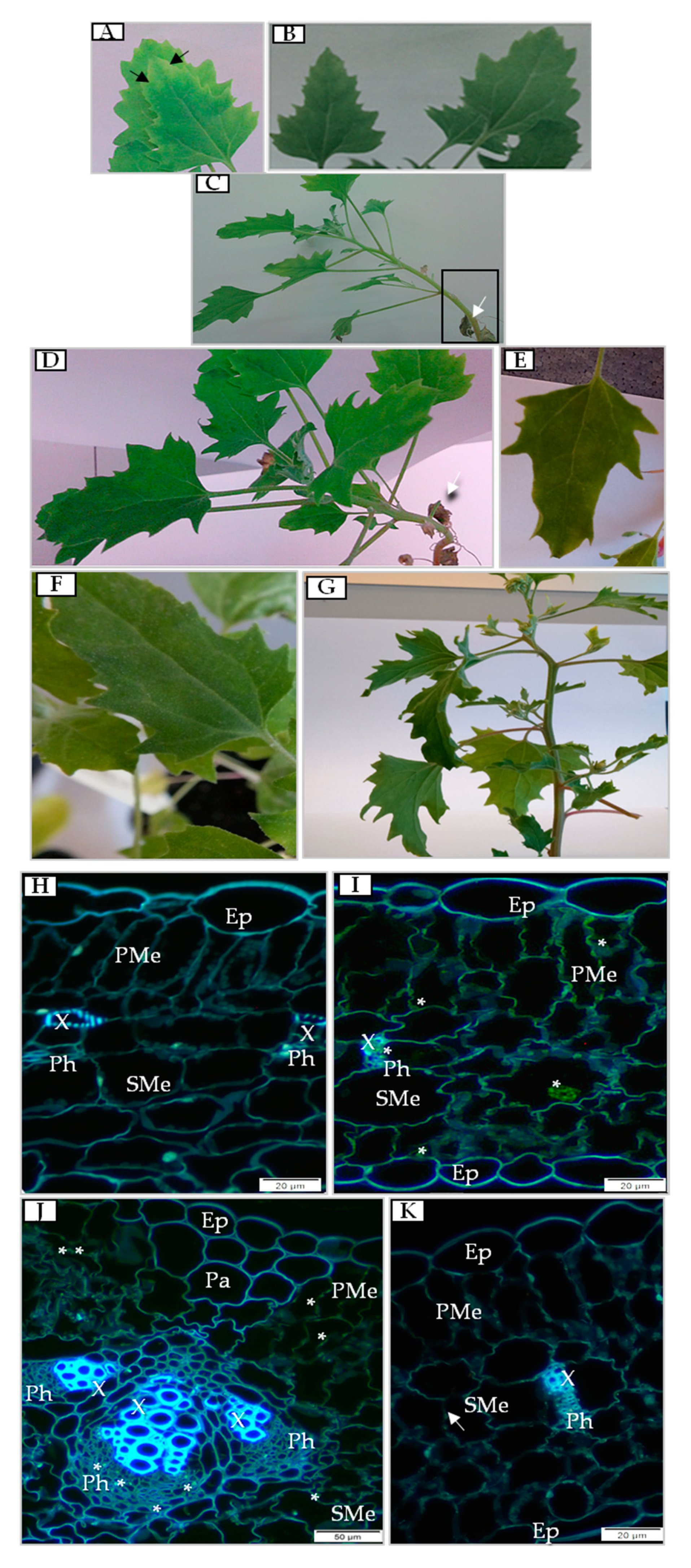Cells 09 00148 g001 Cells 09 00148 g001