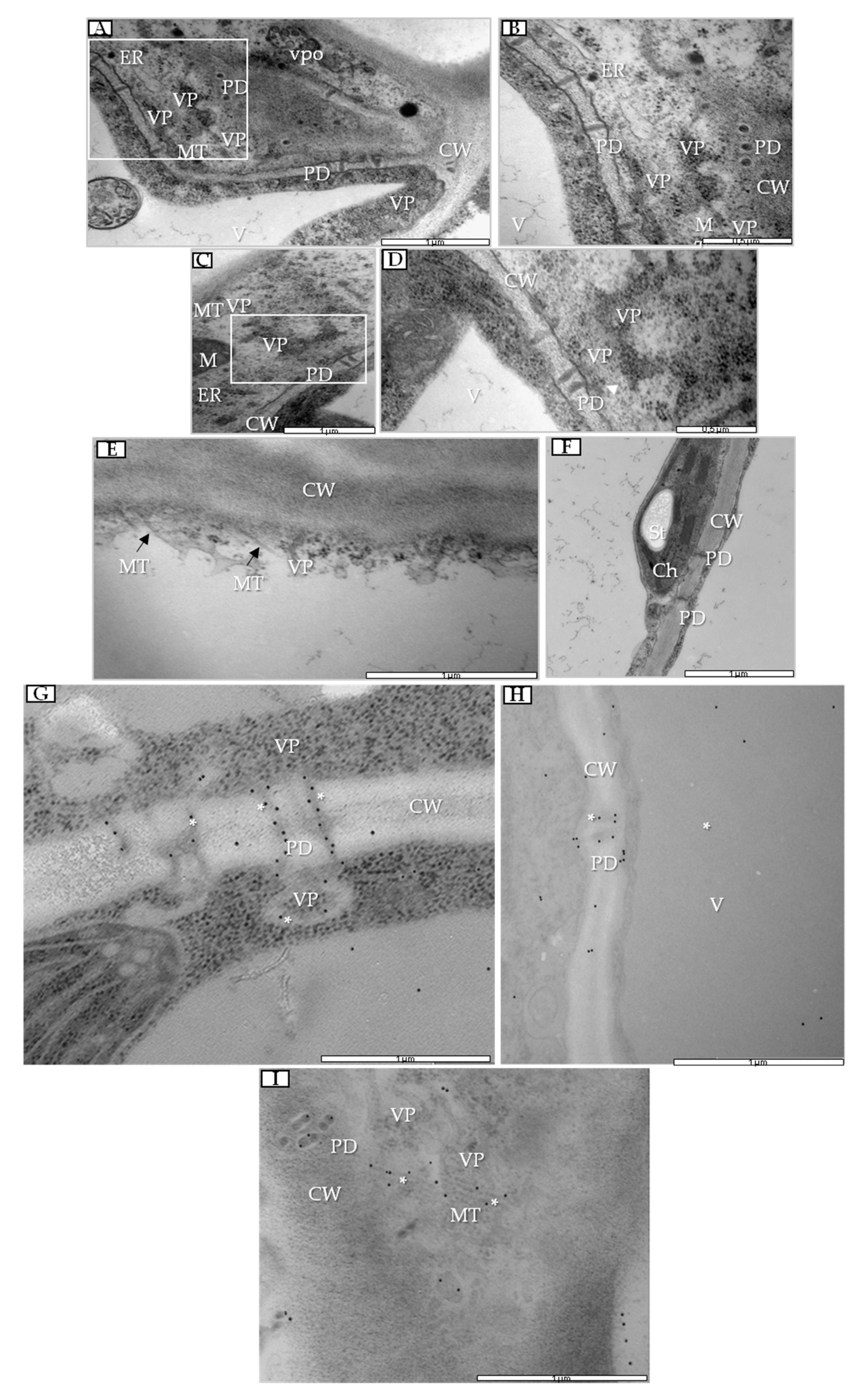 Cells 09 00148 g006 Cells 09 00148 g006