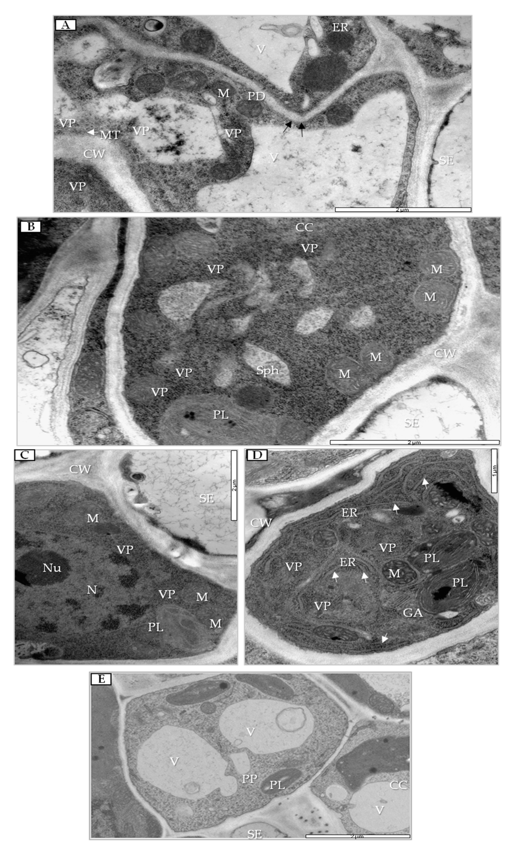Cells 09 00148 g007 Cells 09 00148 g007