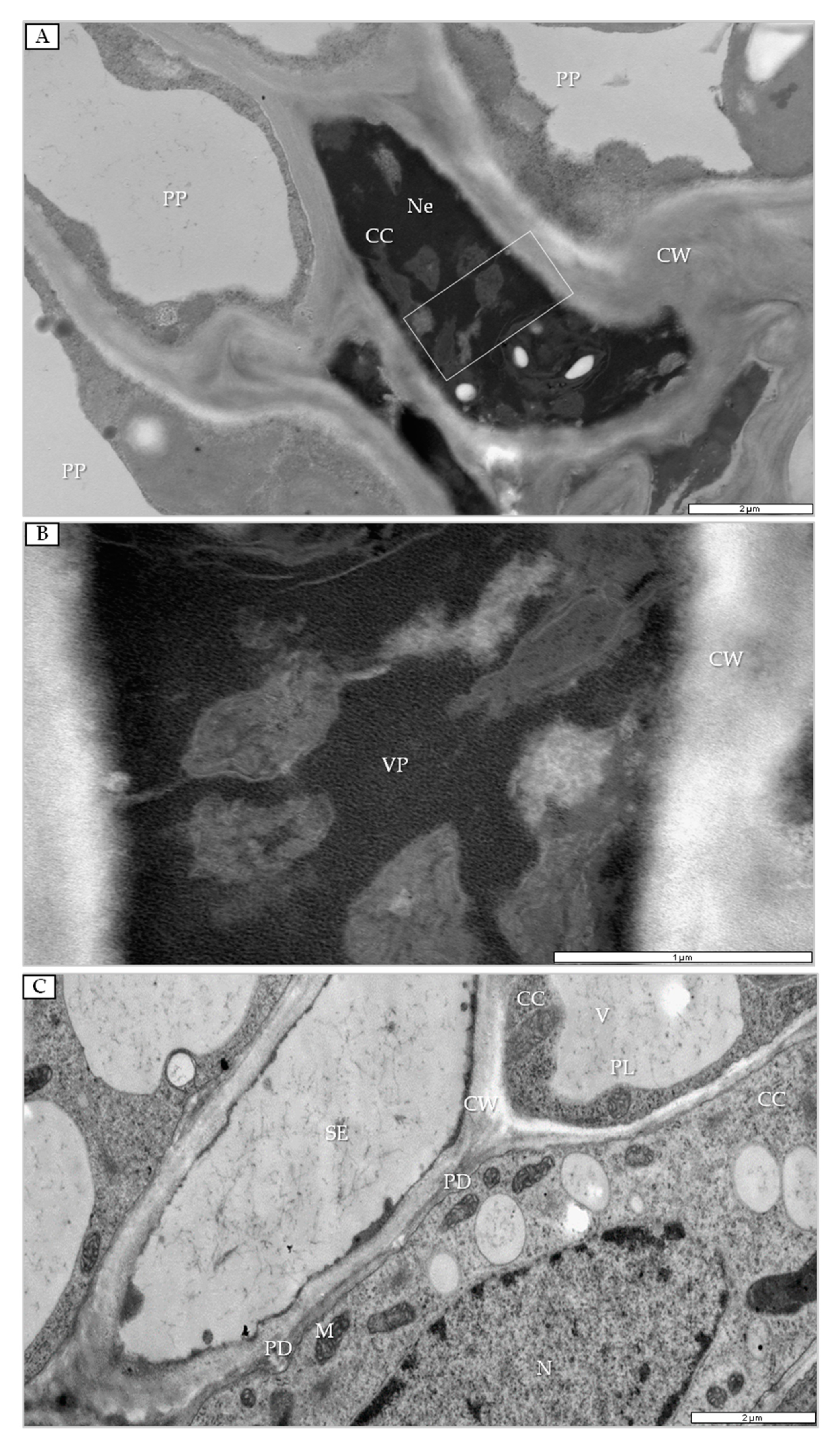 Cells 09 00148 g008 Cells 09 00148 g008