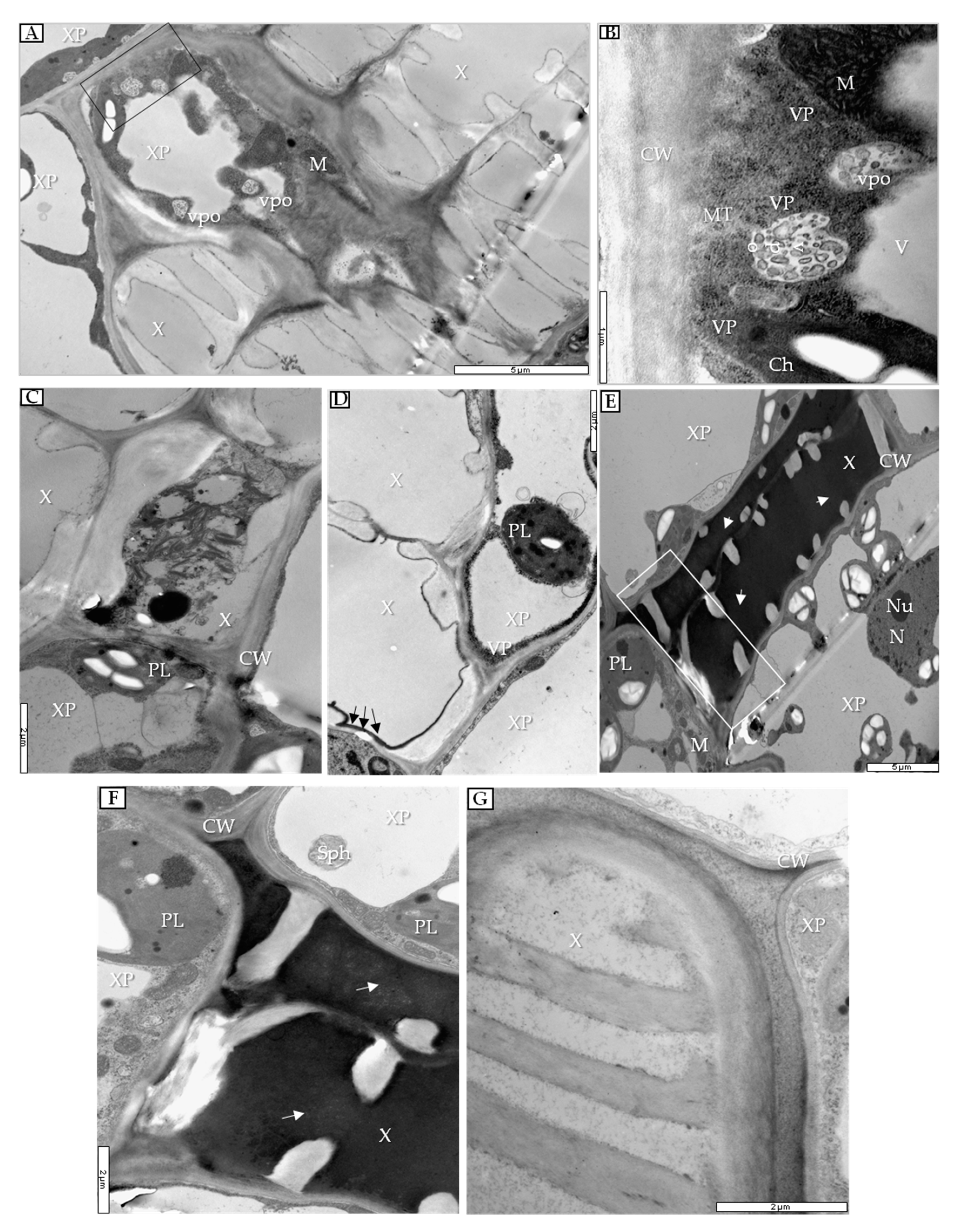 Cells 09 00148 g009 Cells 09 00148 g009