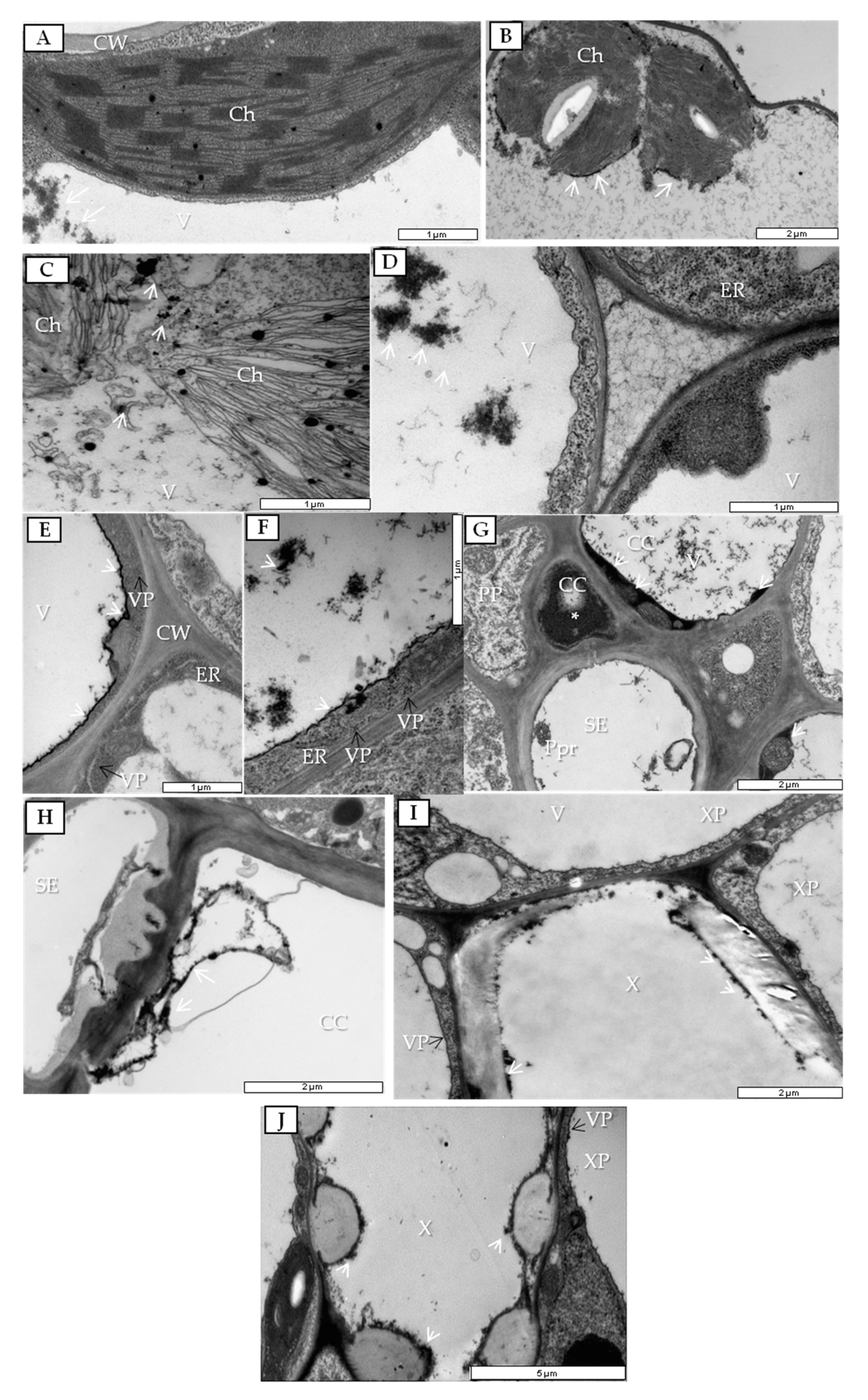 Cells 09 00148 g010 Cells 09 00148 g010