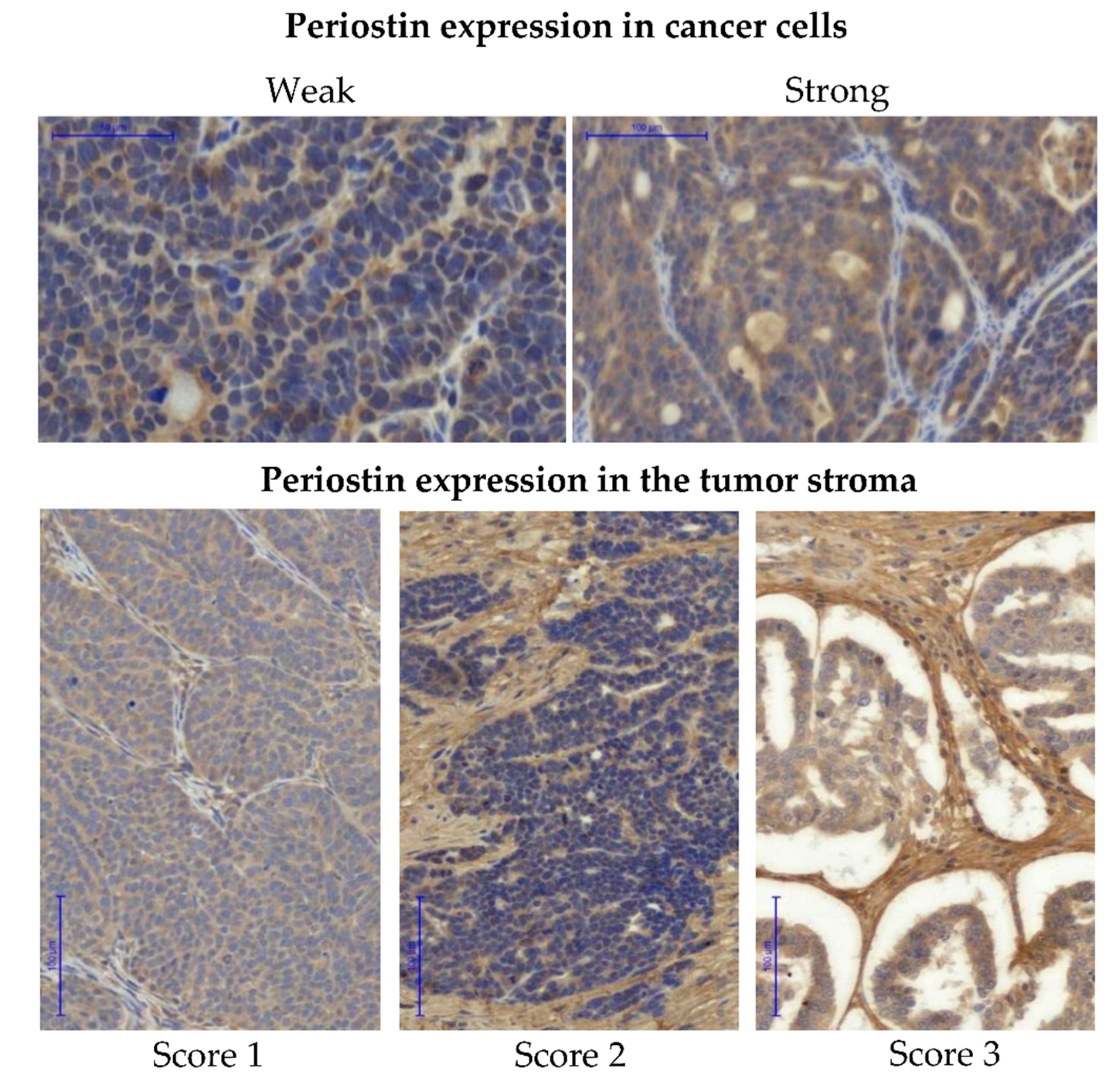 Cells 09 00149 g005