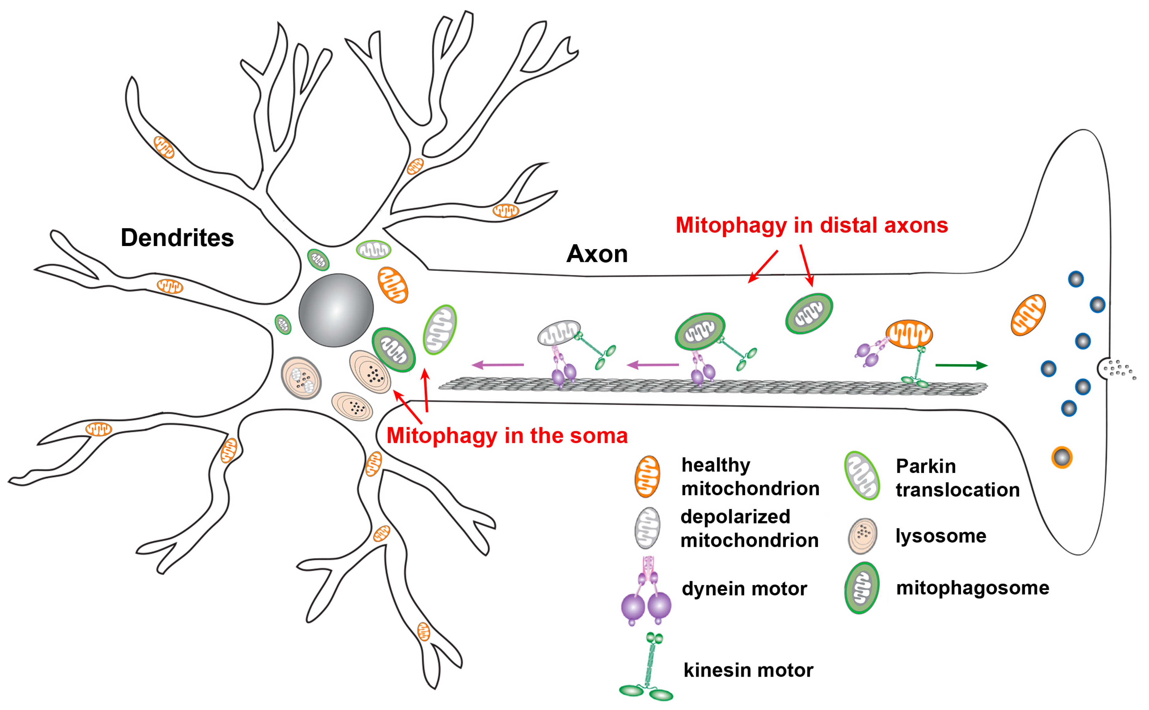 Cells 09 00150 g002