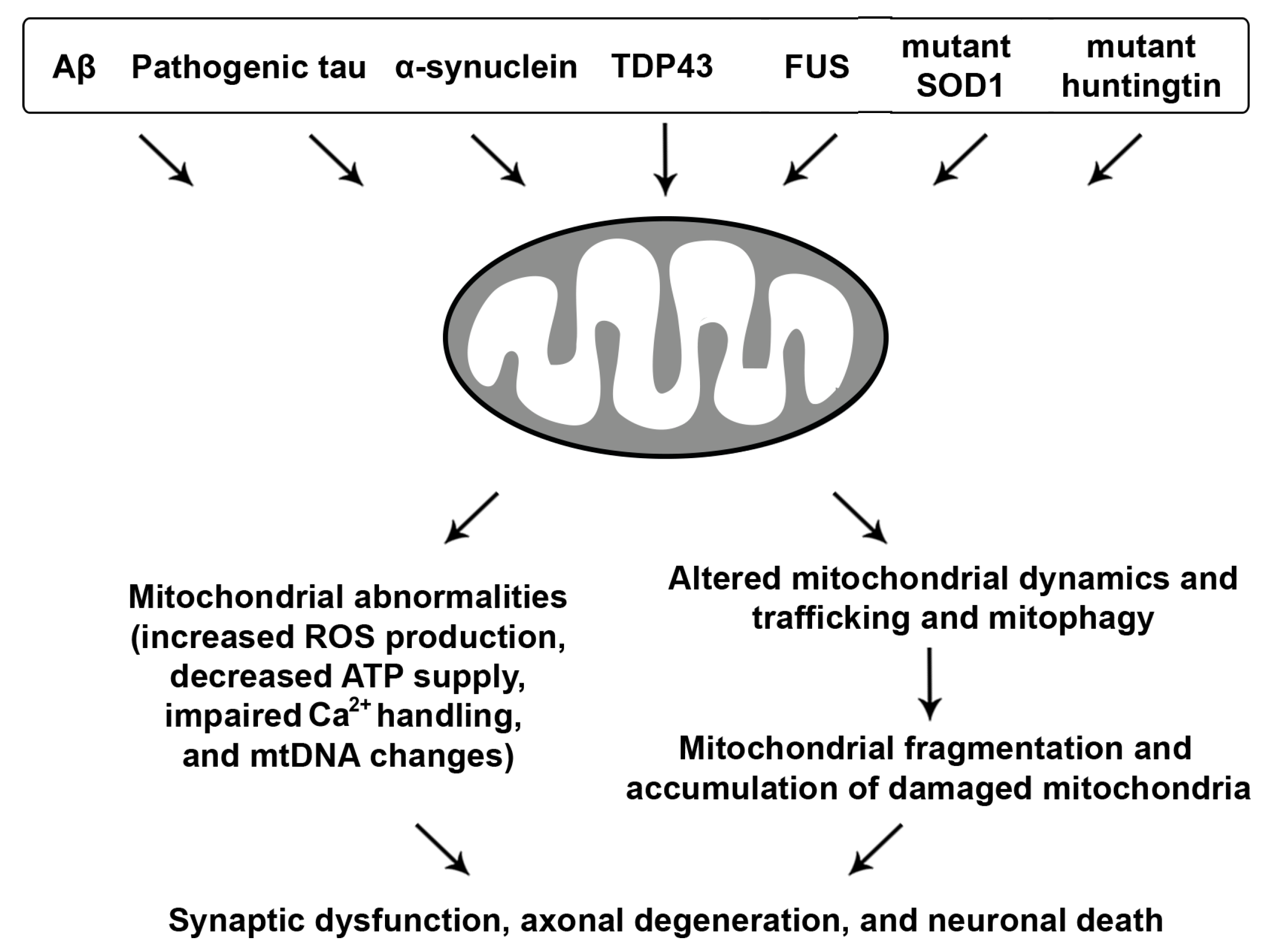 Defective mitophagy and synaptic degeneration in Alzheimer's disease: Focus  on aging, mitochondria and synapse - ScienceDirect