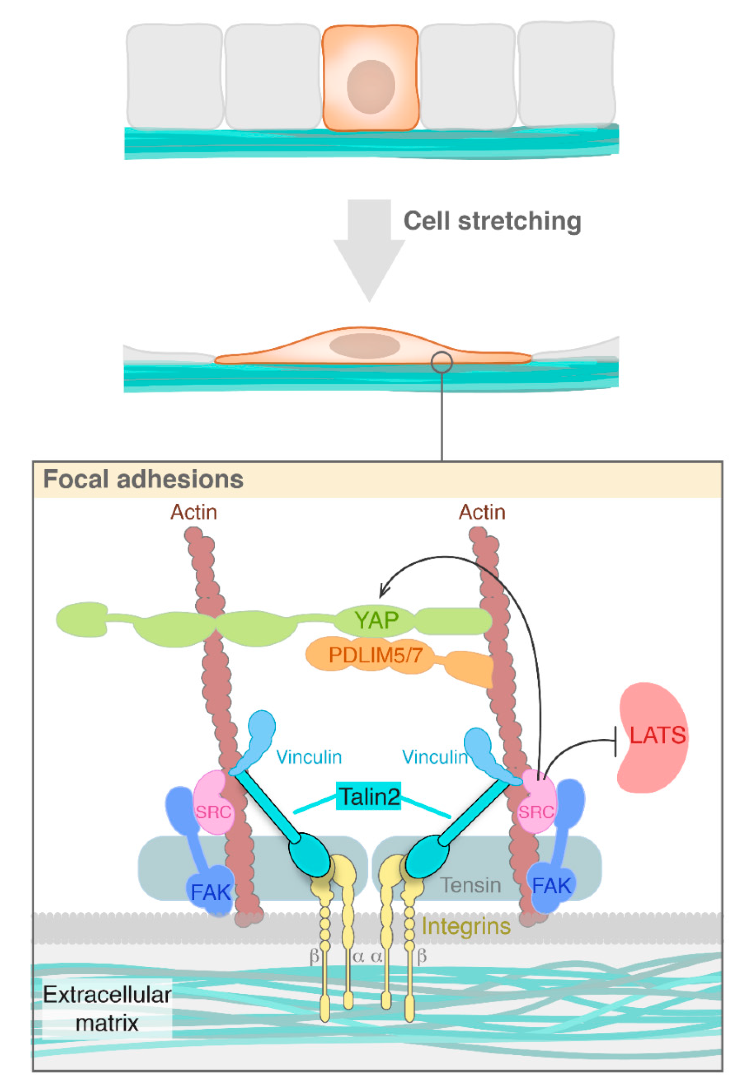 Cells 09 00151 g001 Cells 09 00151 g001