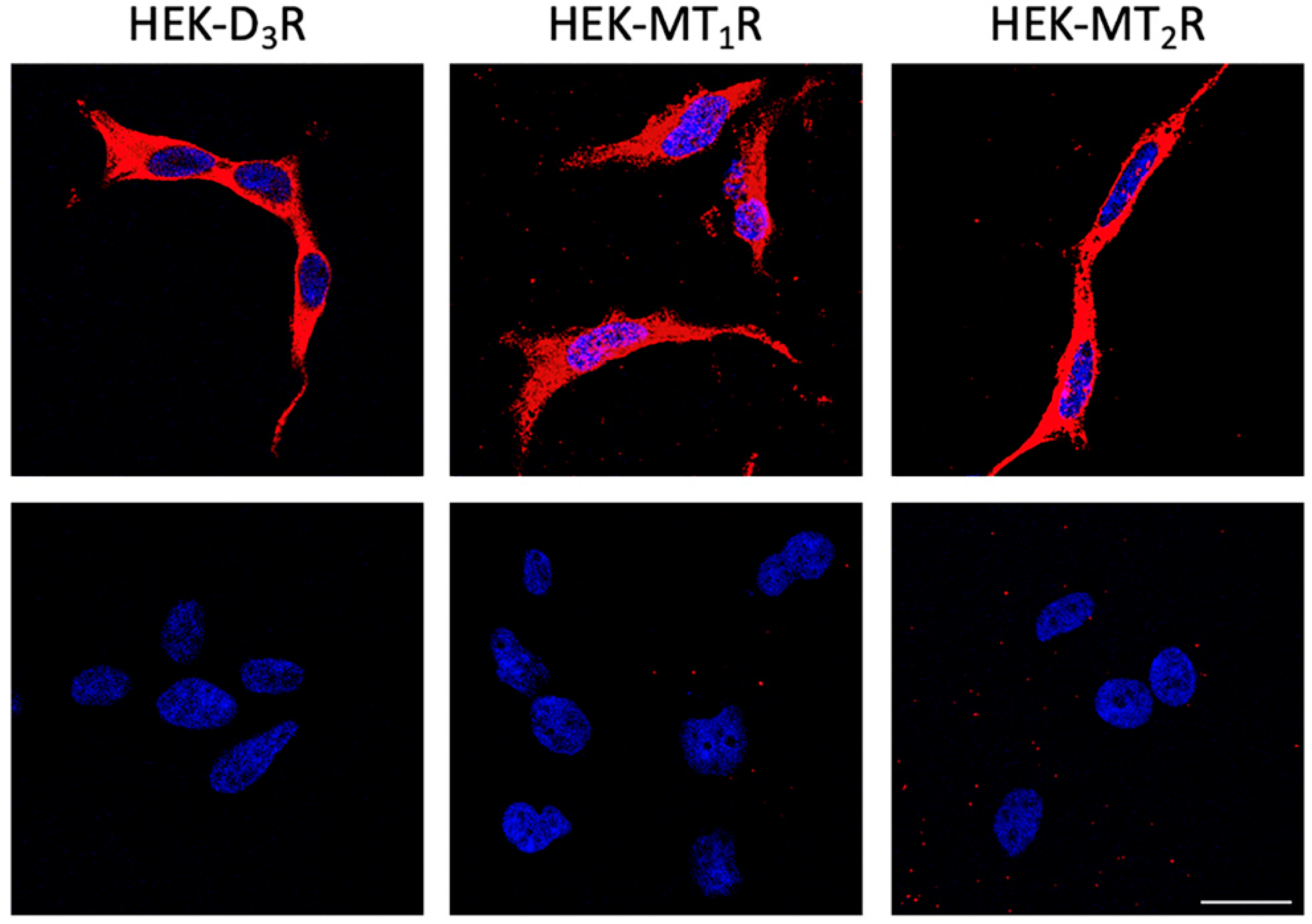 Cells 09 00152 g0a3
