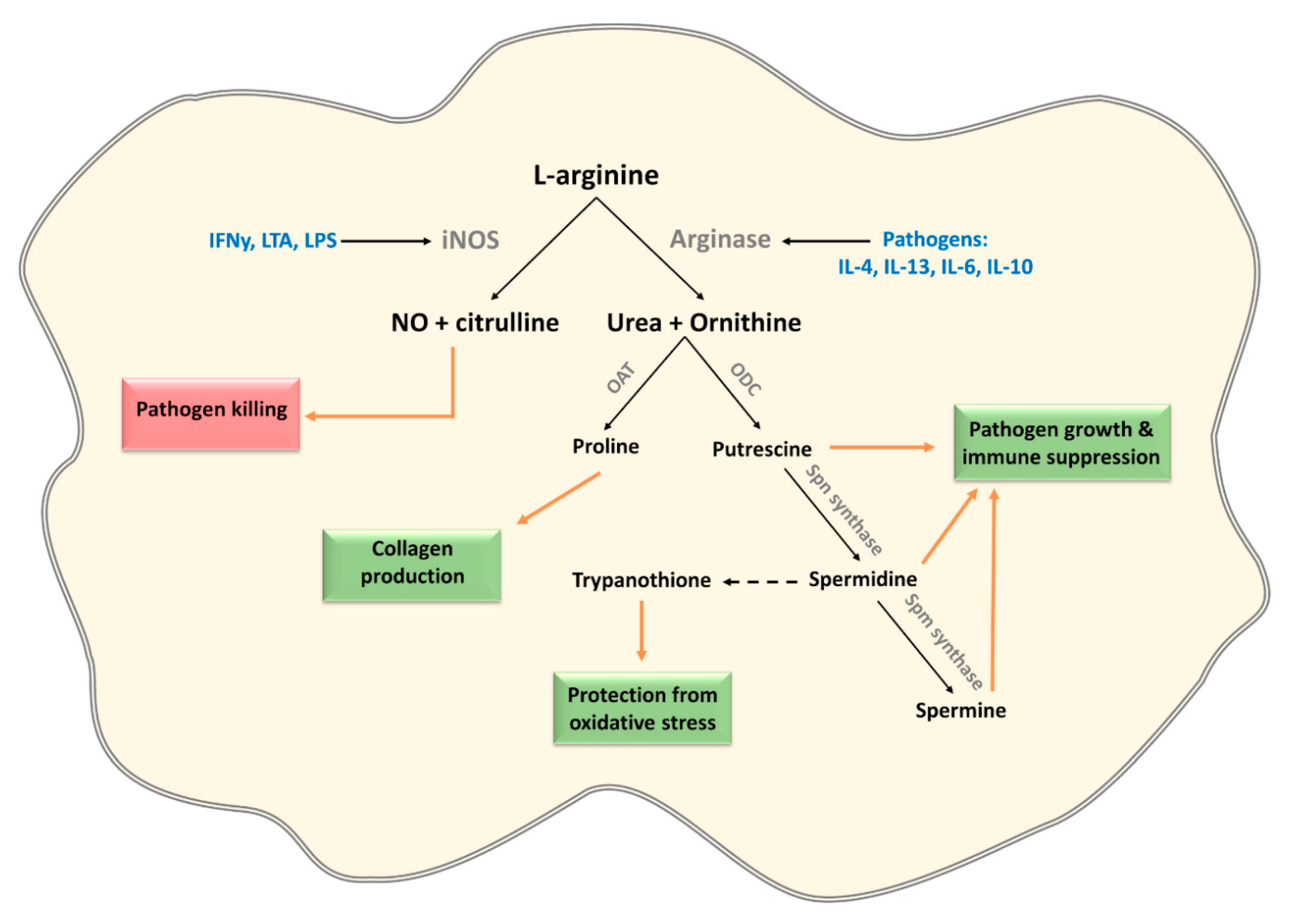 Cells 09 00161 g003 Cells 09 00161 g003