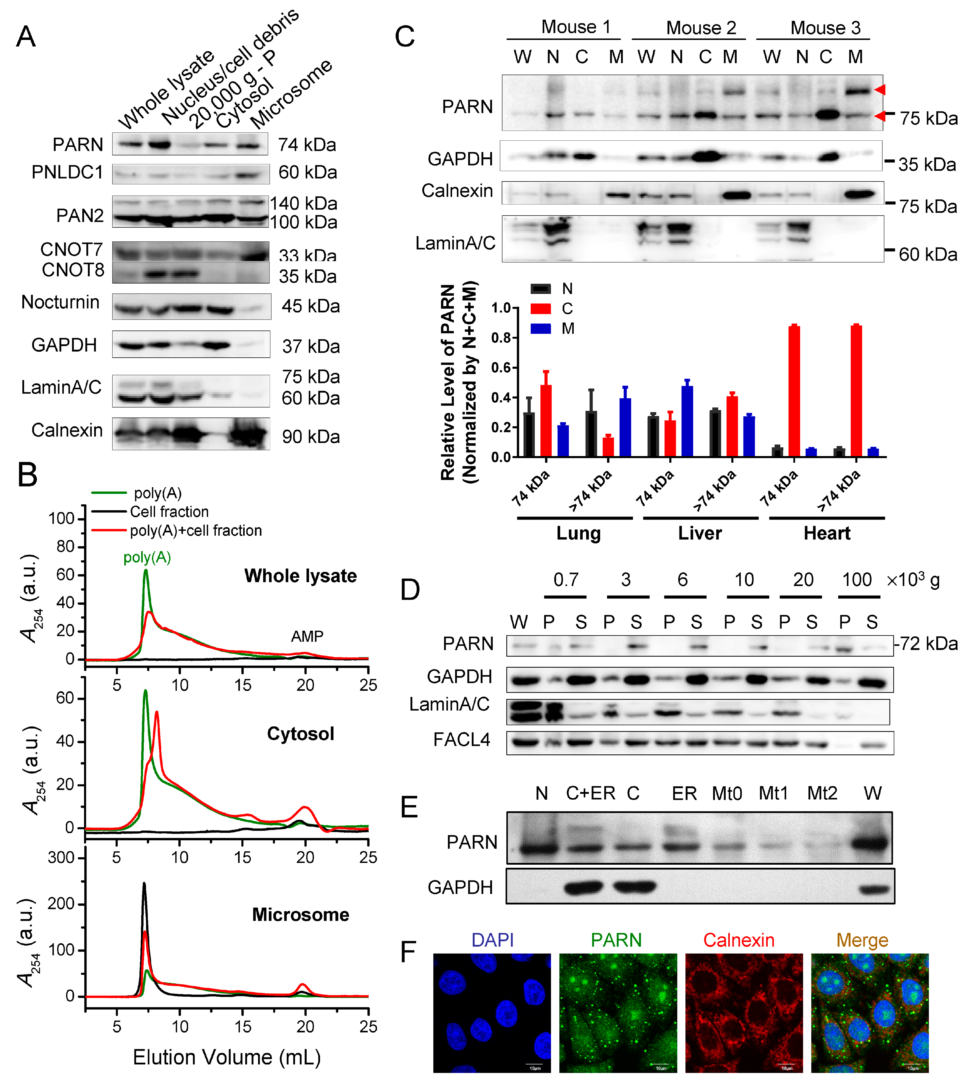 Cells 09 00162 g001