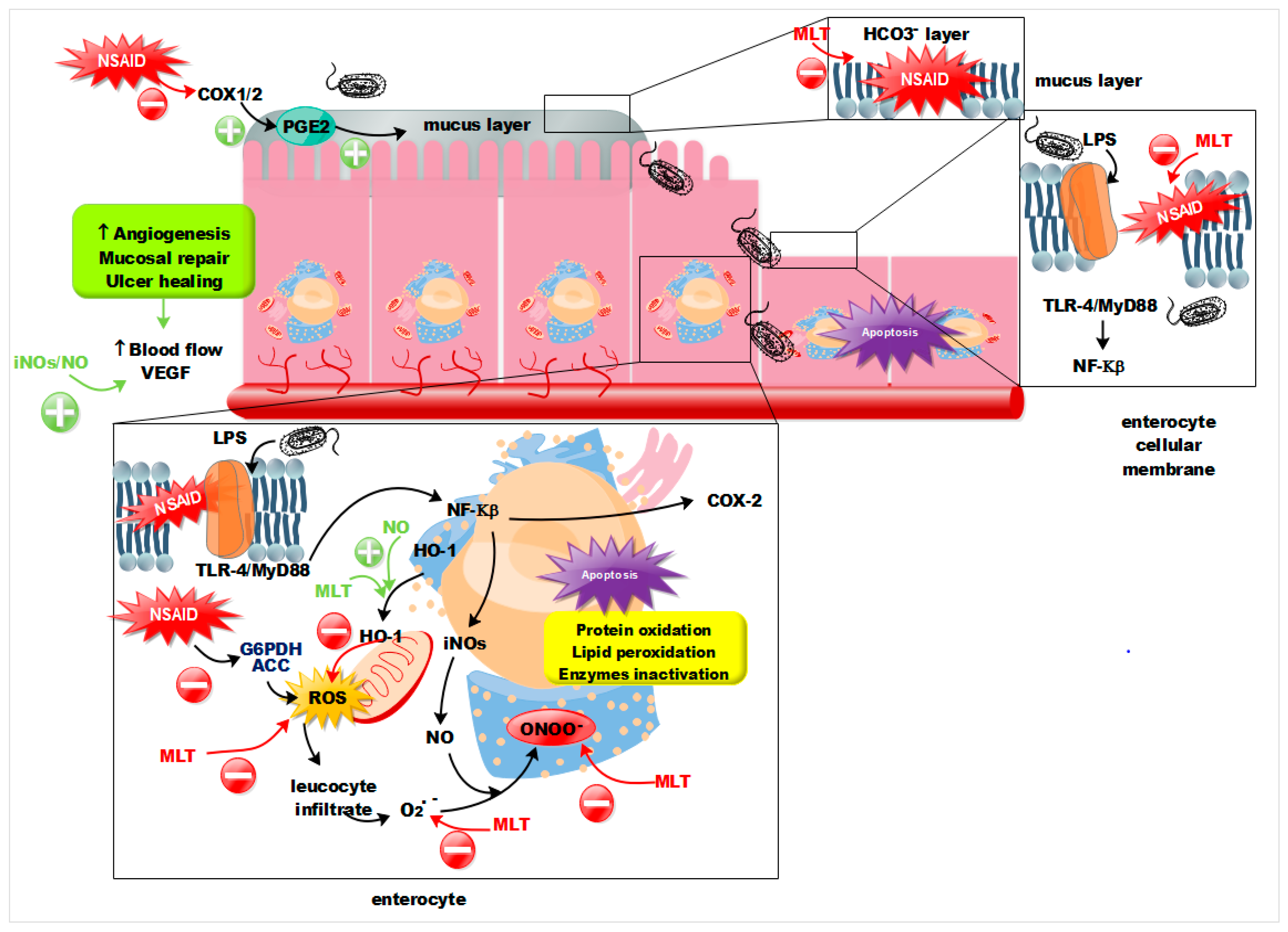 Cells 09 00180 g009 Cells 09 00180 g009