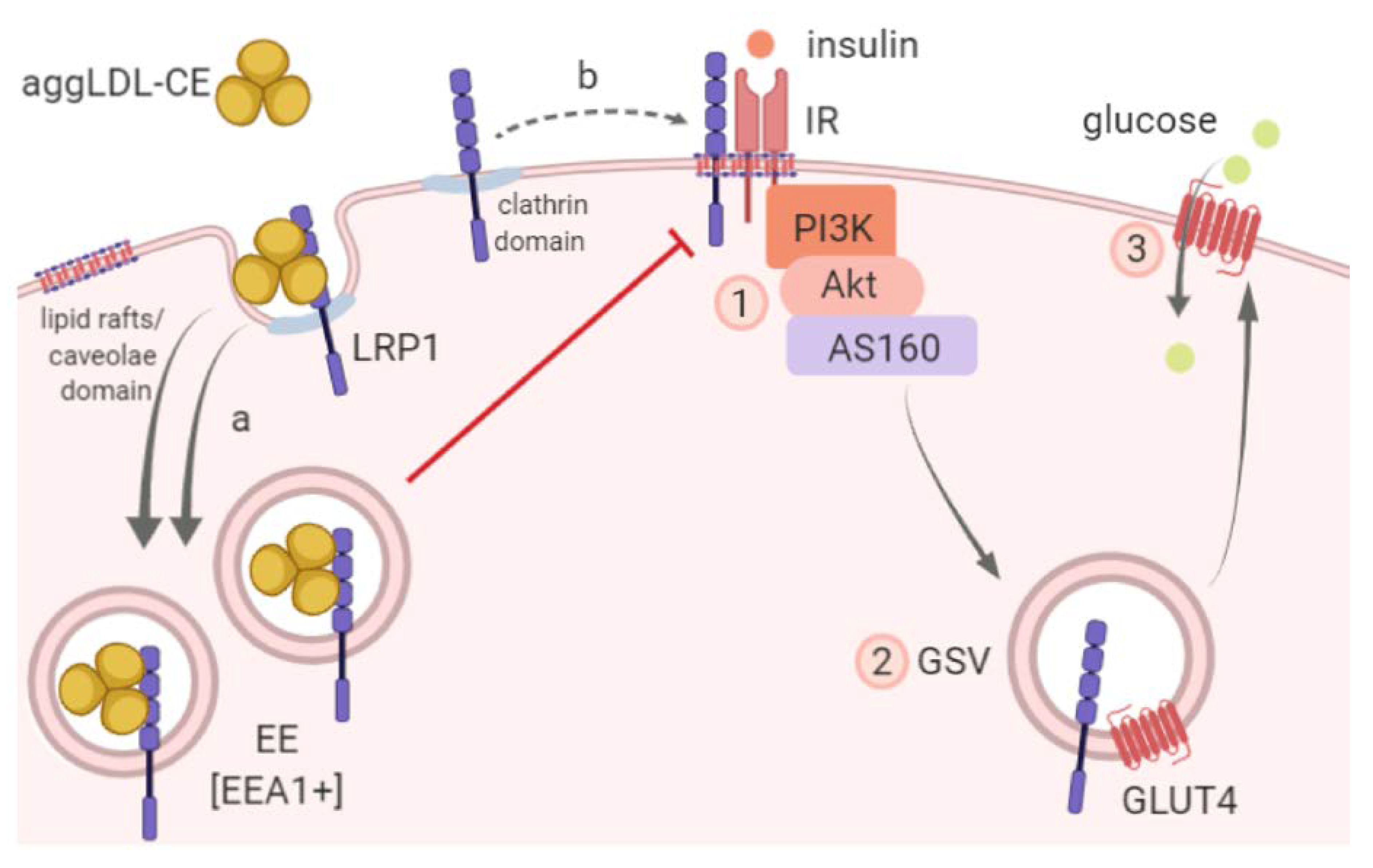 Cells Free Full Text Lrp1 Mediated Aggldl Endocytosis Promotes