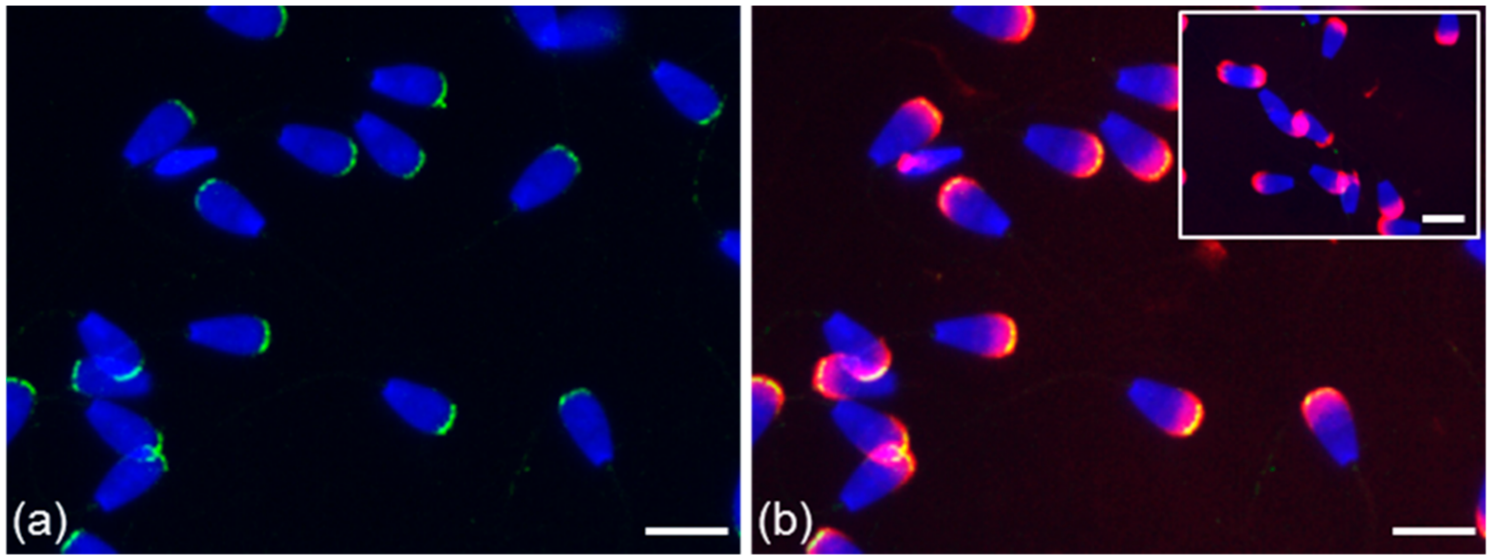 Cells 09 00183 g003 Cells 09 00183 g003