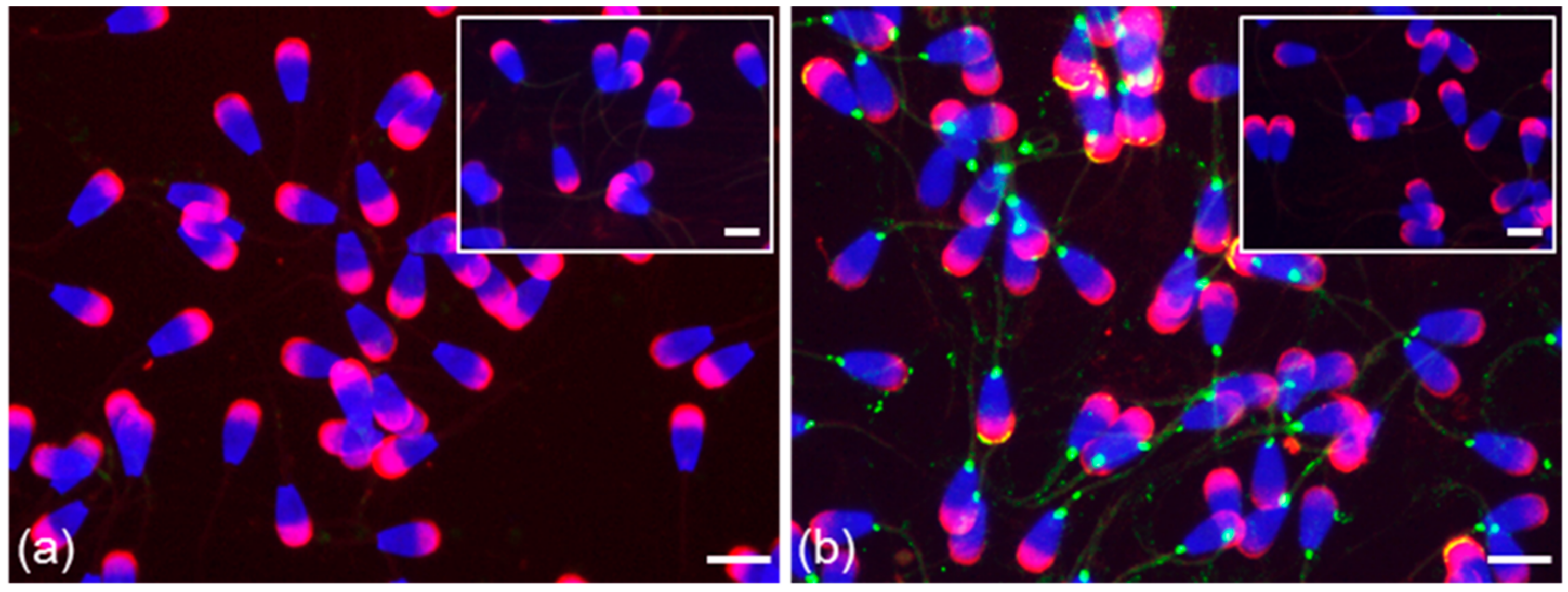 Cells 09 00183 g005 Cells 09 00183 g005