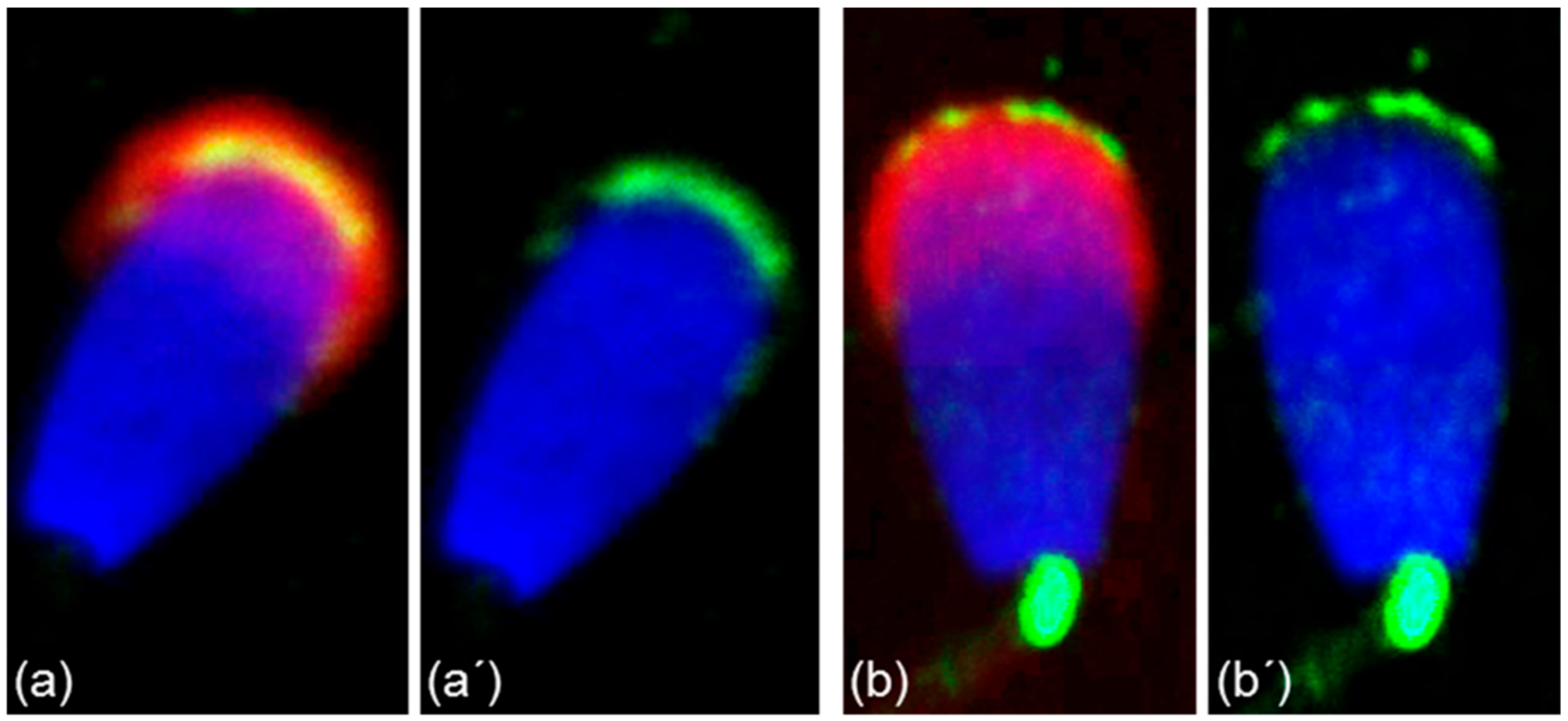 Cells 09 00183 g006 Cells 09 00183 g006