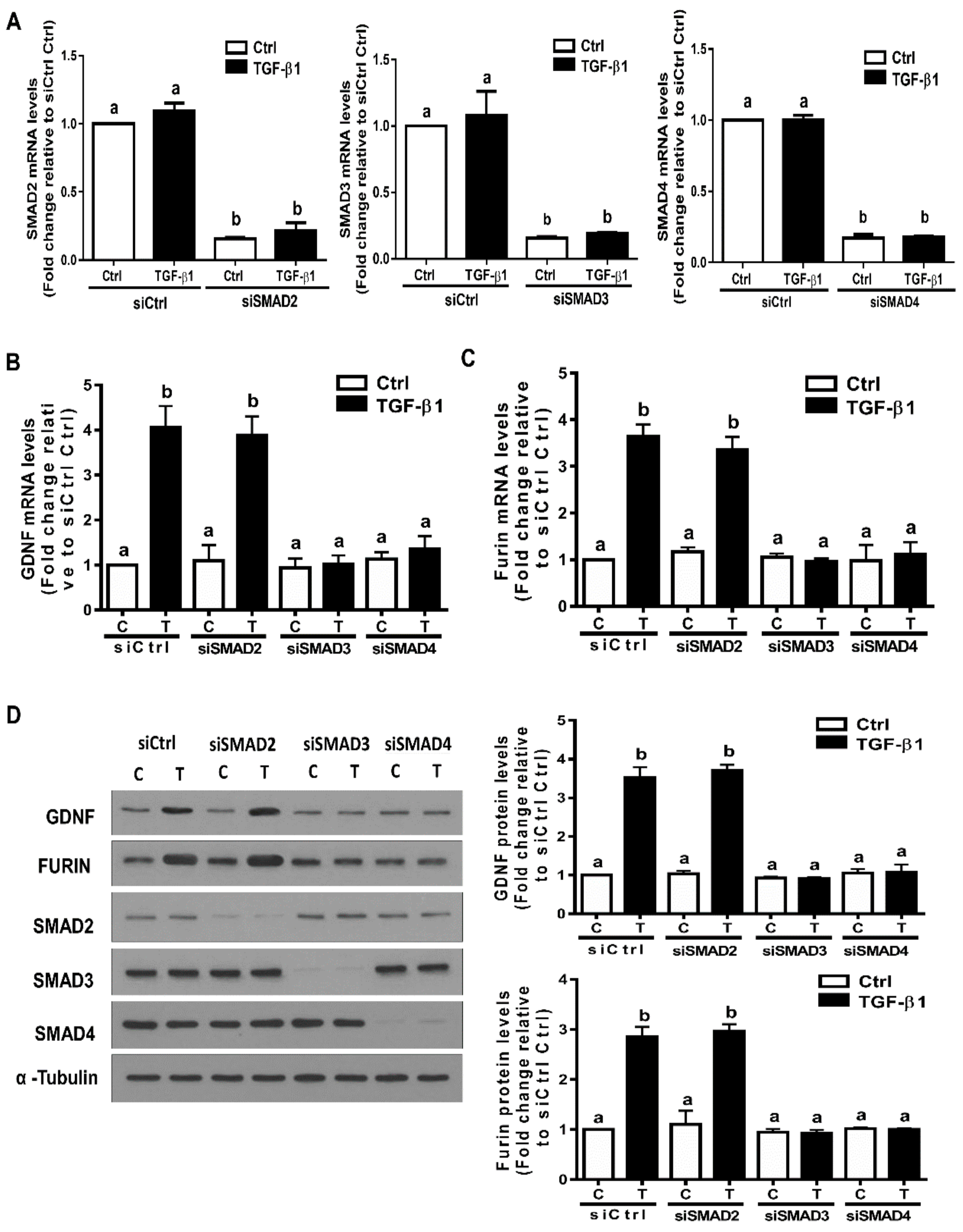 Cells 09 00185 g005 Cells 09 00185 g005