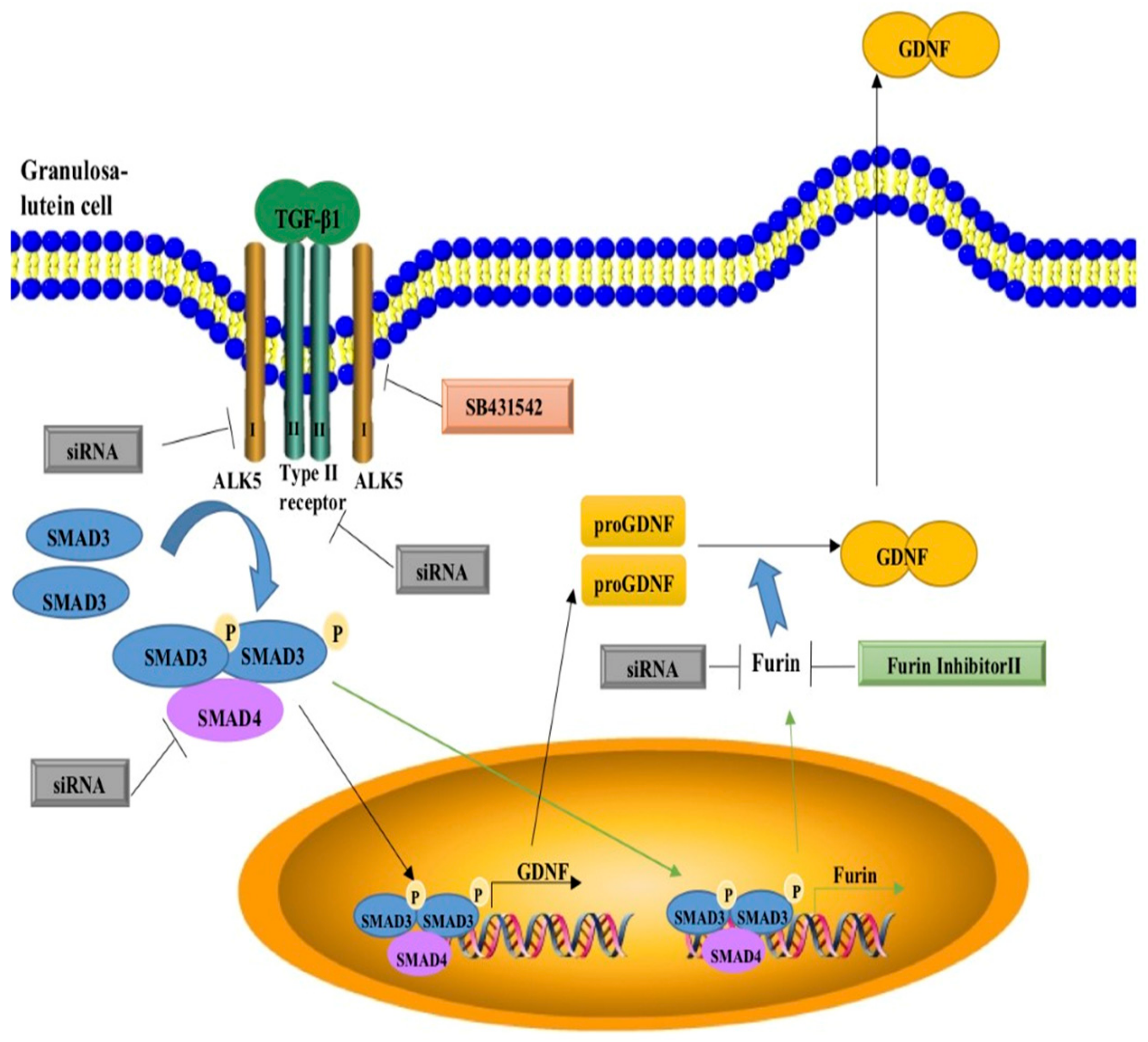 Cells Free Full-Text TGF-β1 Increases GDNF Production by Upregulating the Expression of GDNF and Furin in Human Granulosa-Lutein Cells