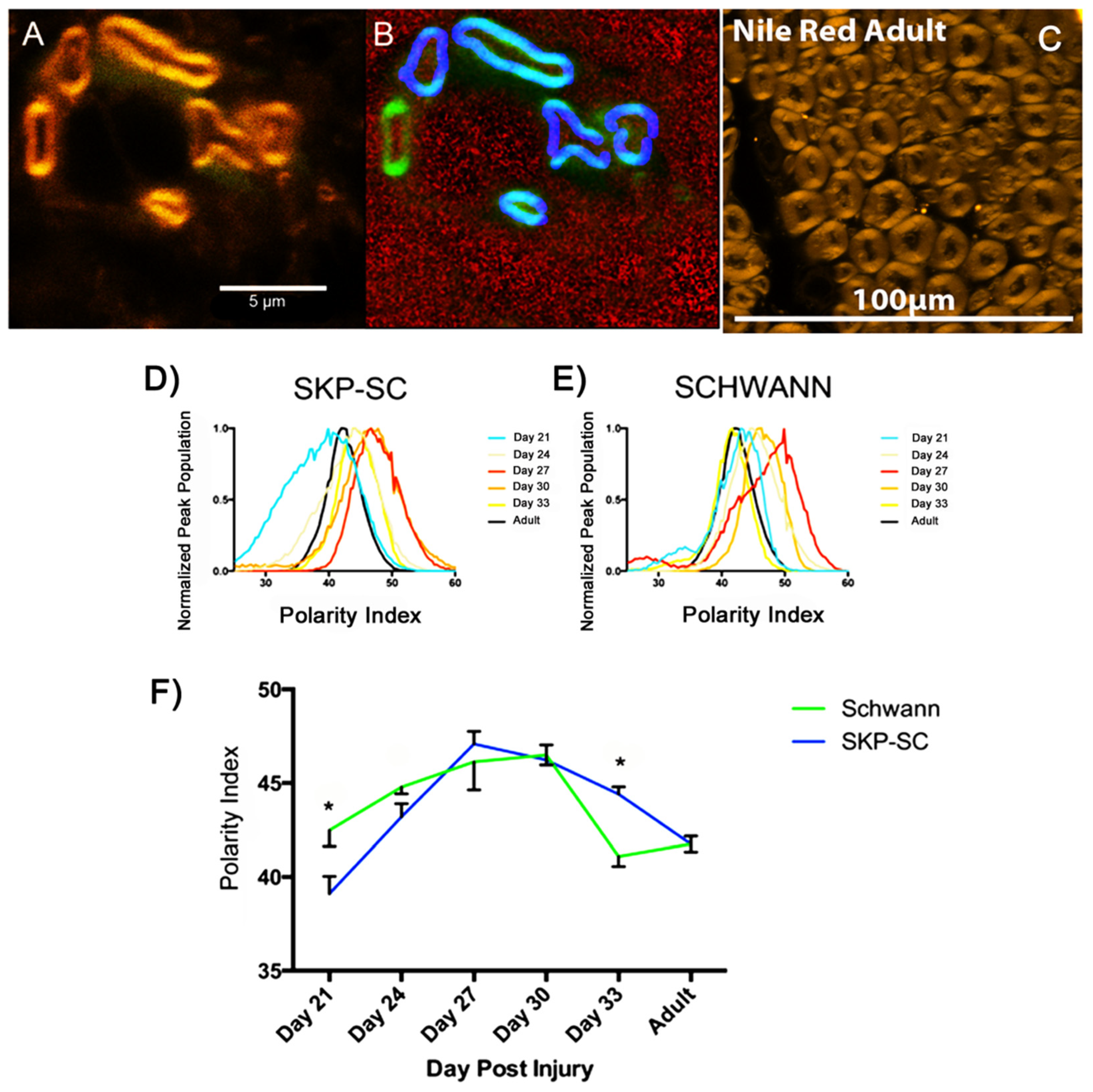 Cells 09 00189 g003 Cells 09 00189 g003