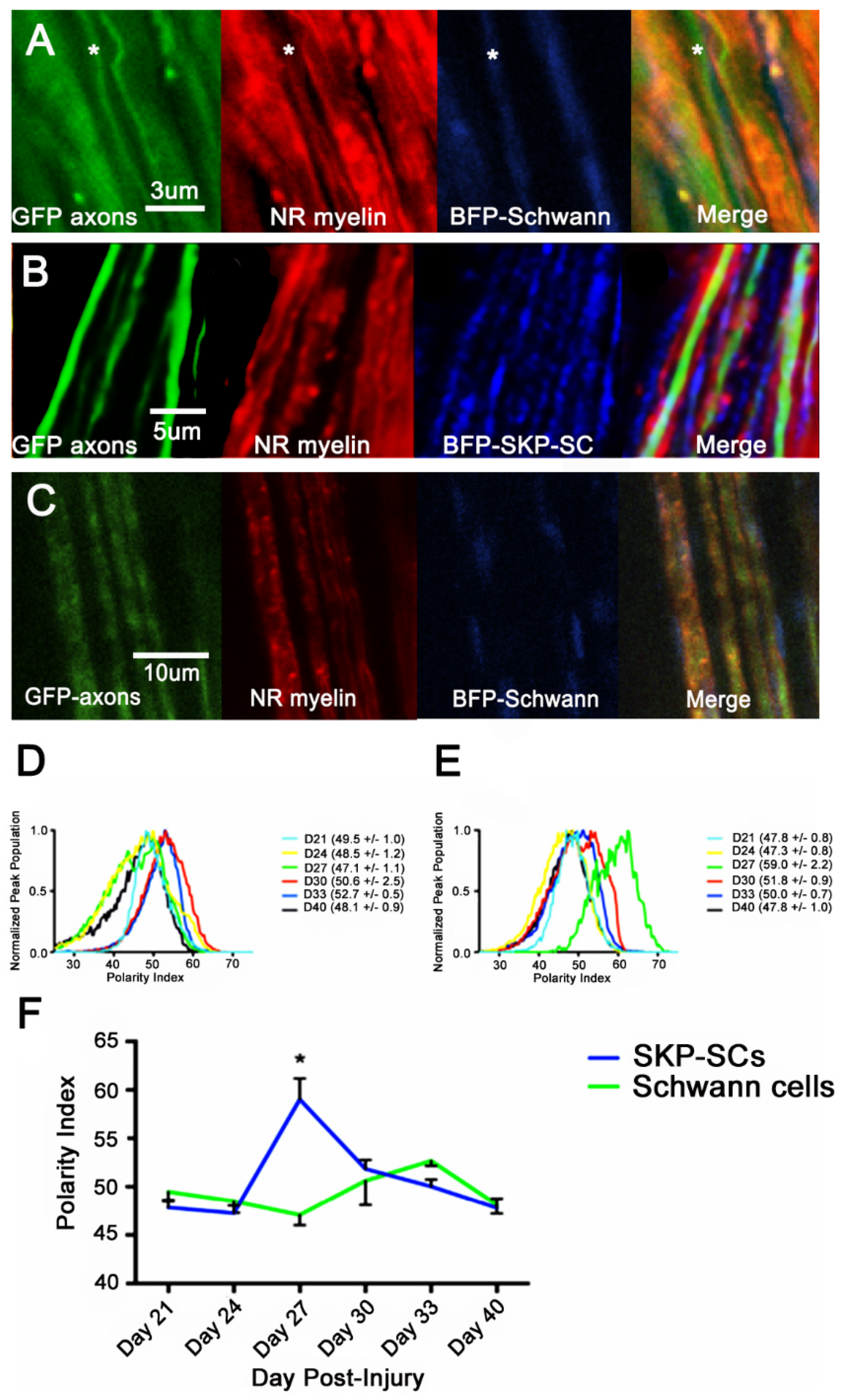 Cells 09 00189 g005 Cells 09 00189 g005