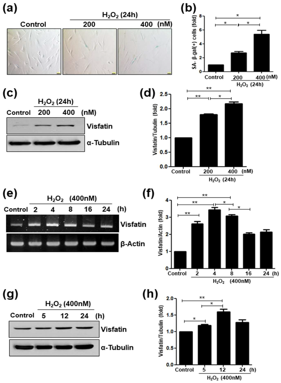 Cells 09 00193 g002