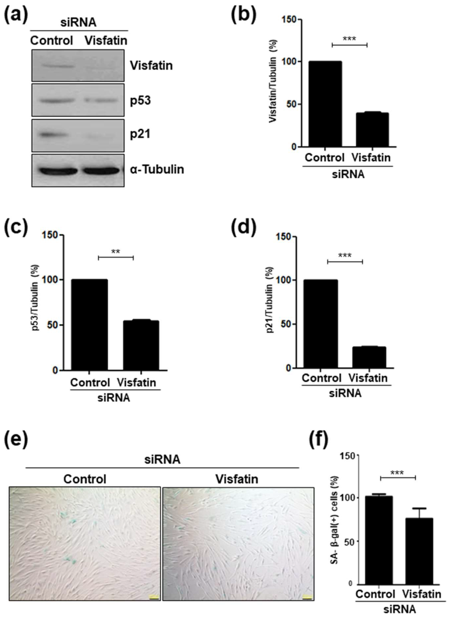 Cells 09 00193 g003