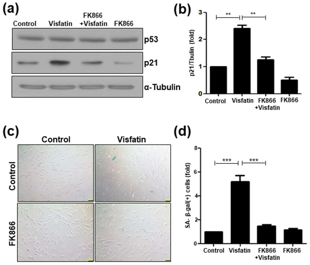 Cells 09 00193 g005