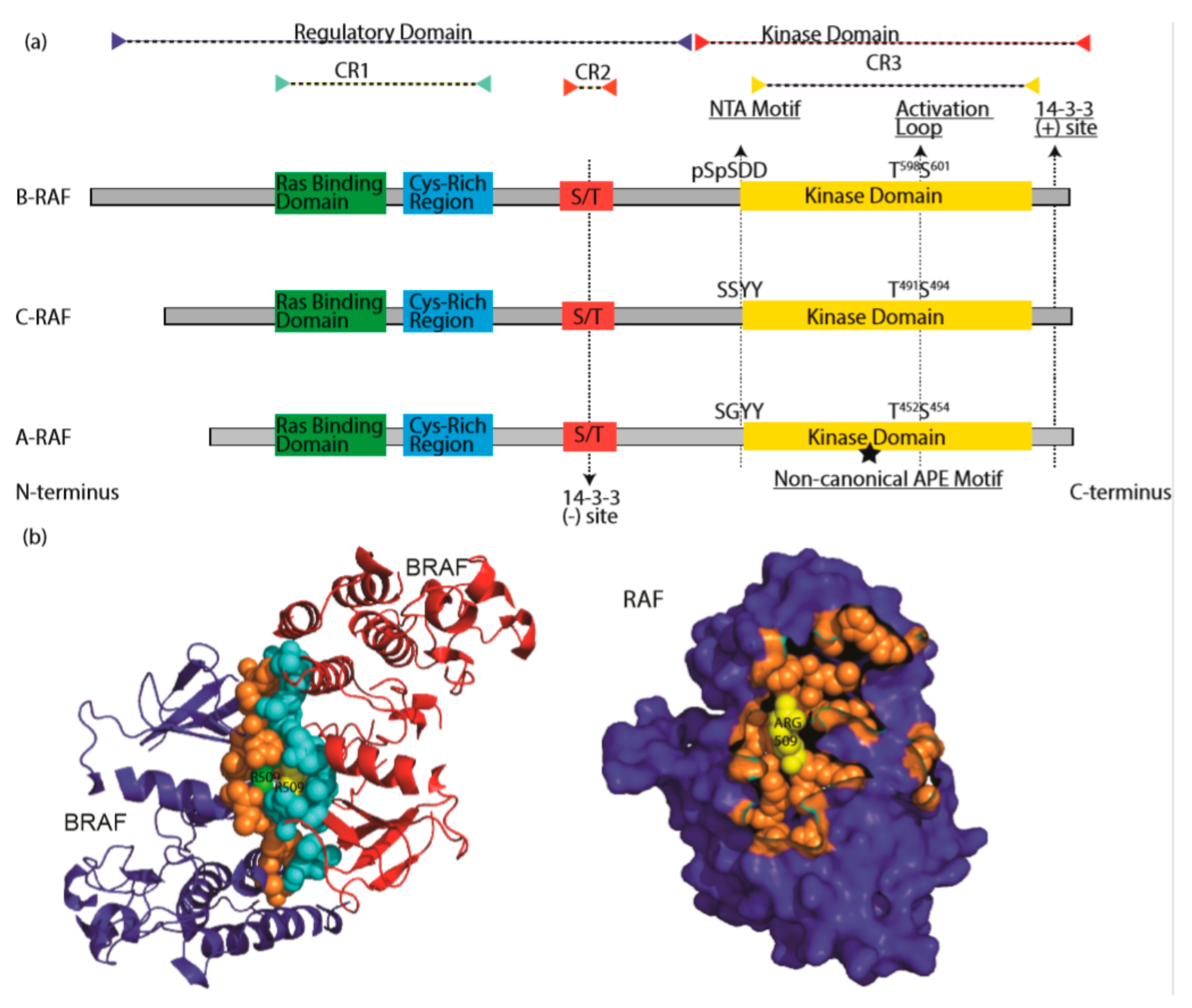 Cells 09 00198 g002
