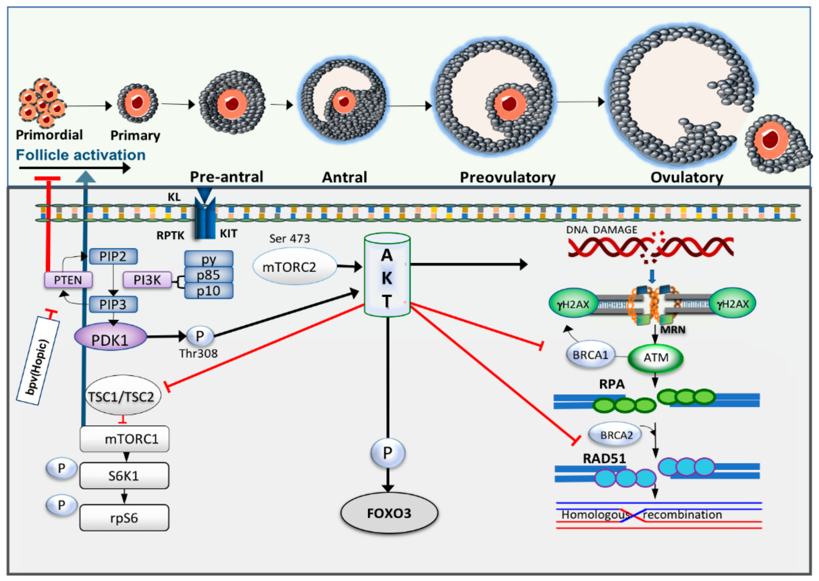 Cells 09 00200 g003 Cells 09 00200 g003