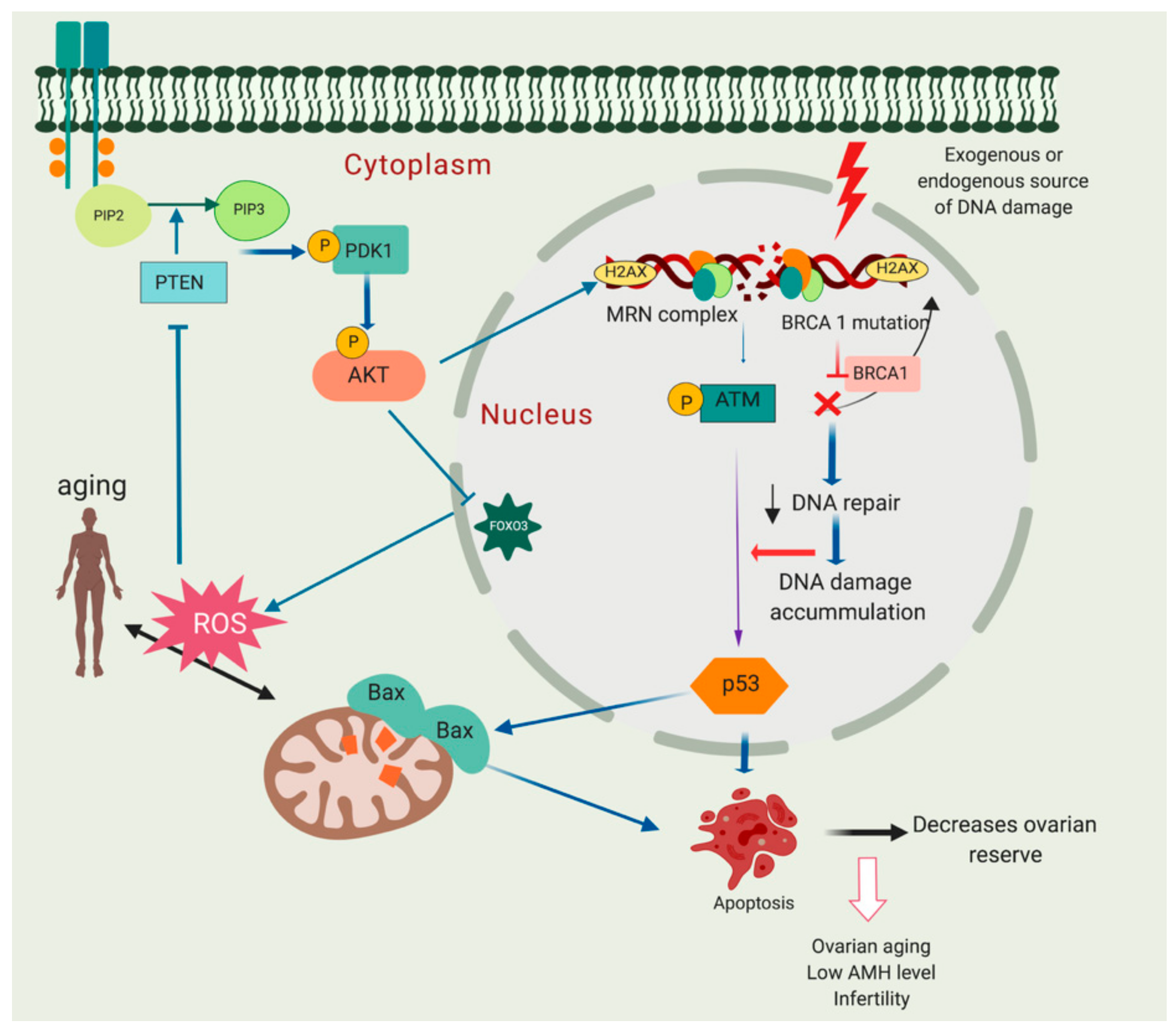 Cells 09 00200 g005 Cells 09 00200 g005