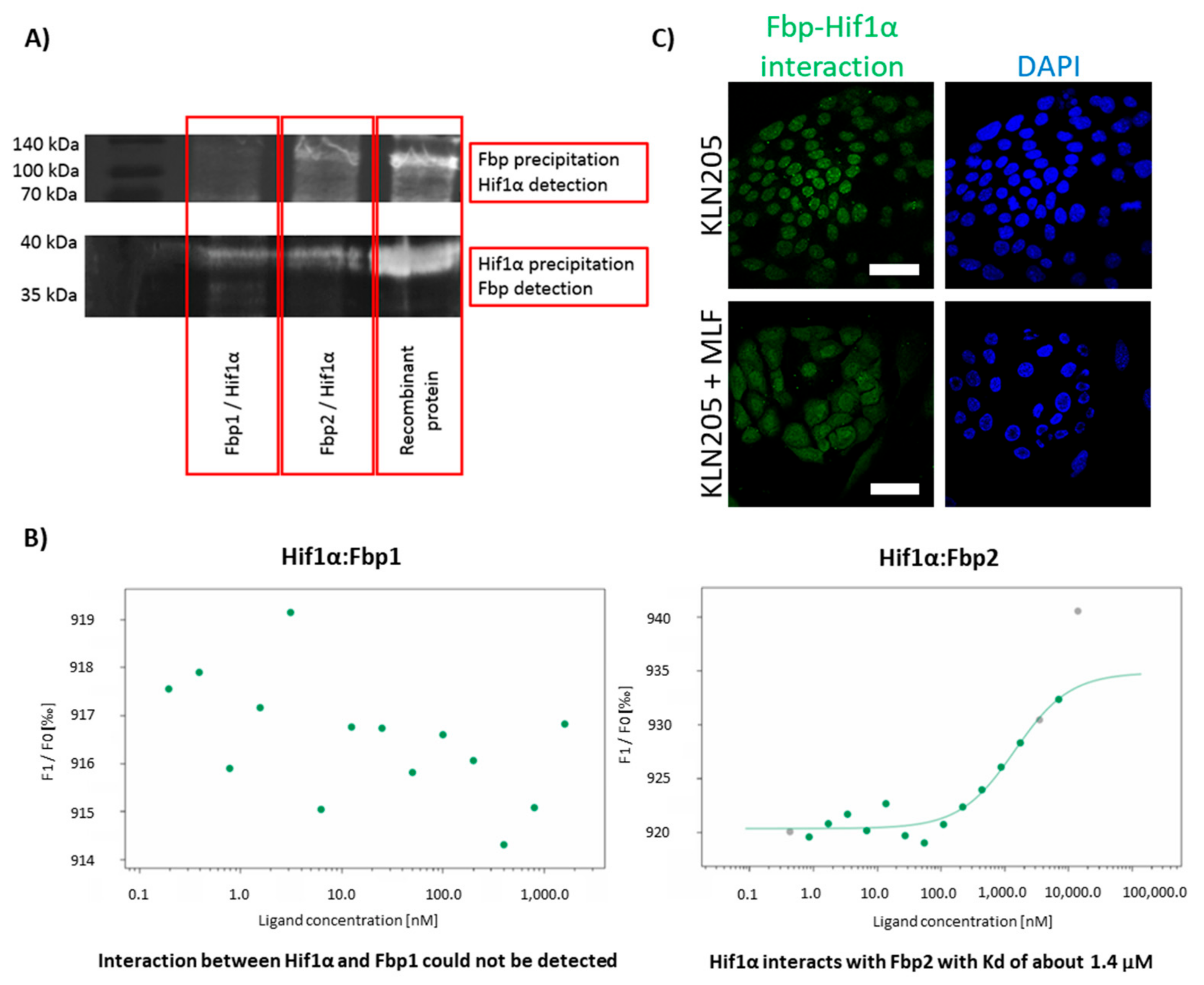 Cells 09 00205 g005