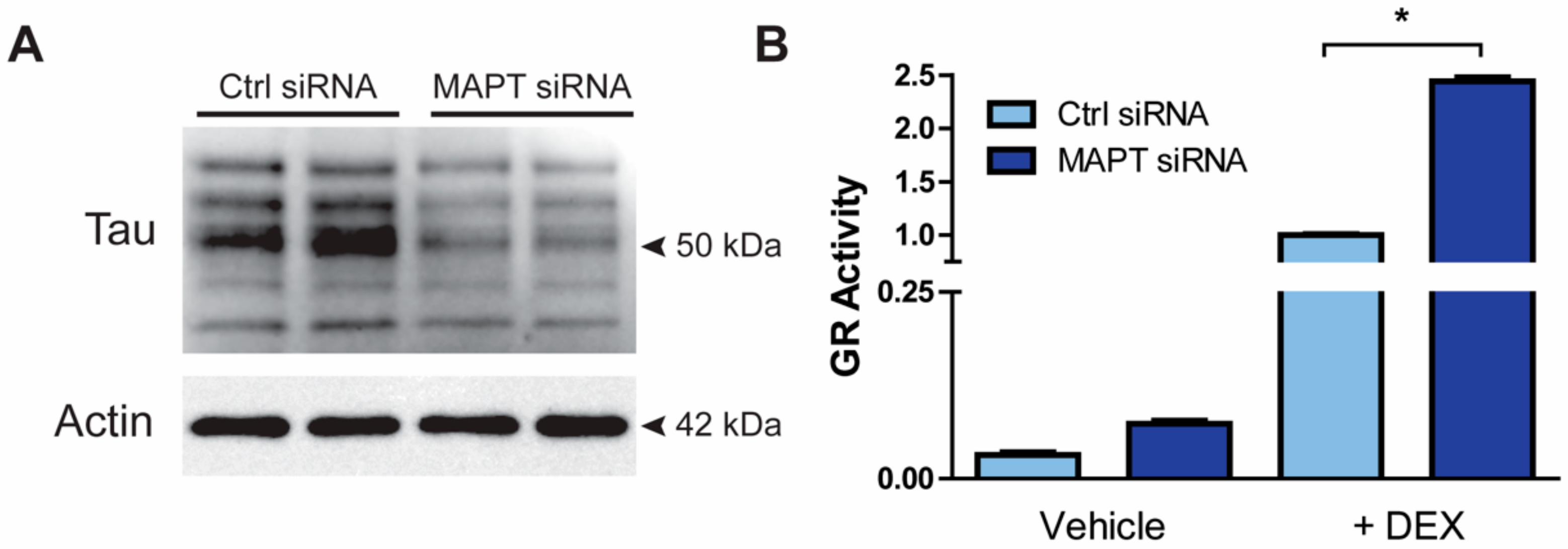 Cells 09 00210 g003 Cells 09 00210 g003