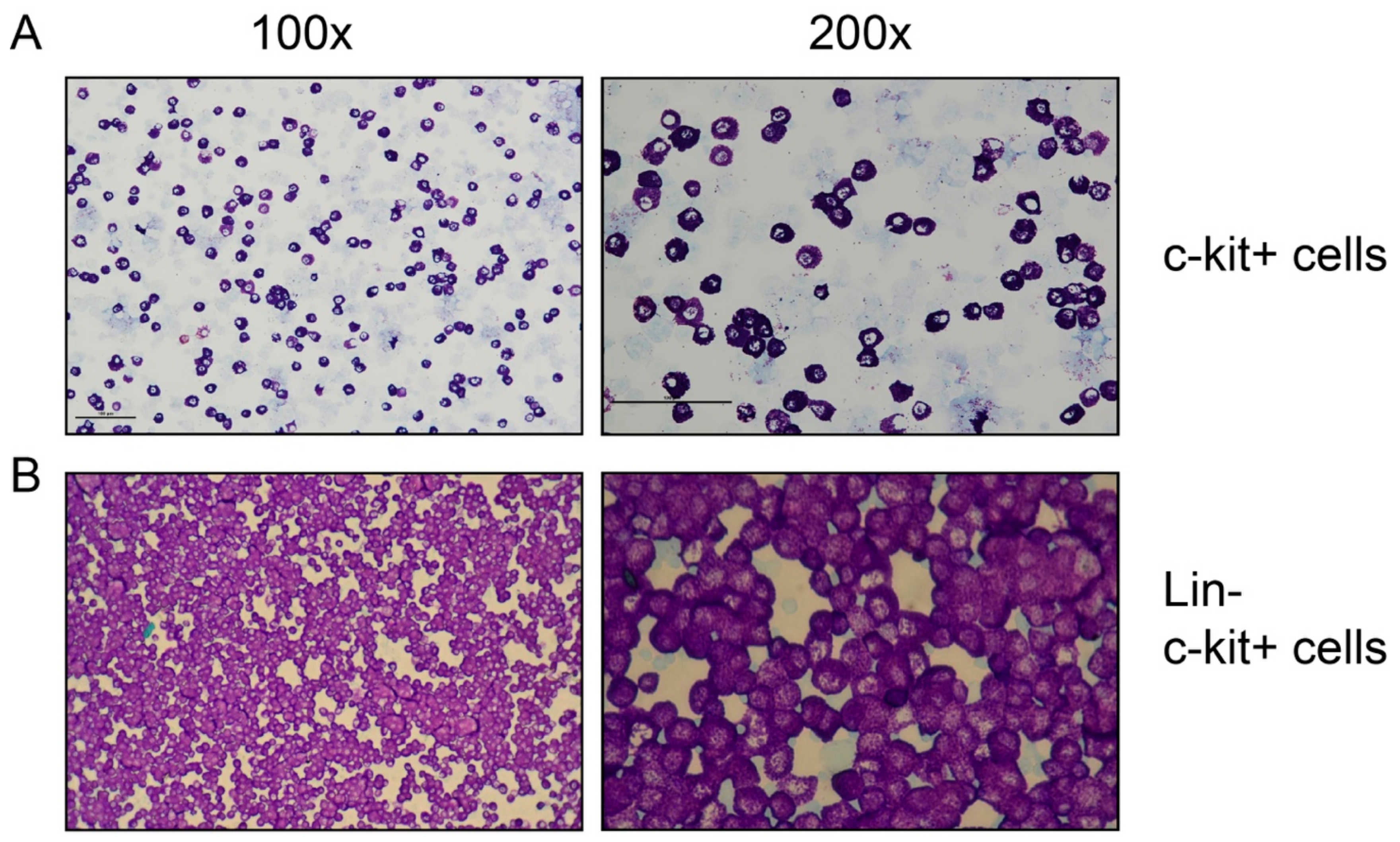 Cells 09 00211 g001