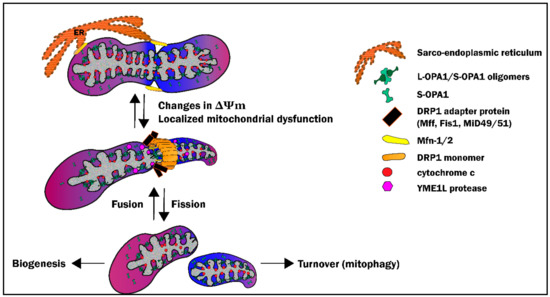 Mitochondrial Quality Control: Role in Cardiac Models of