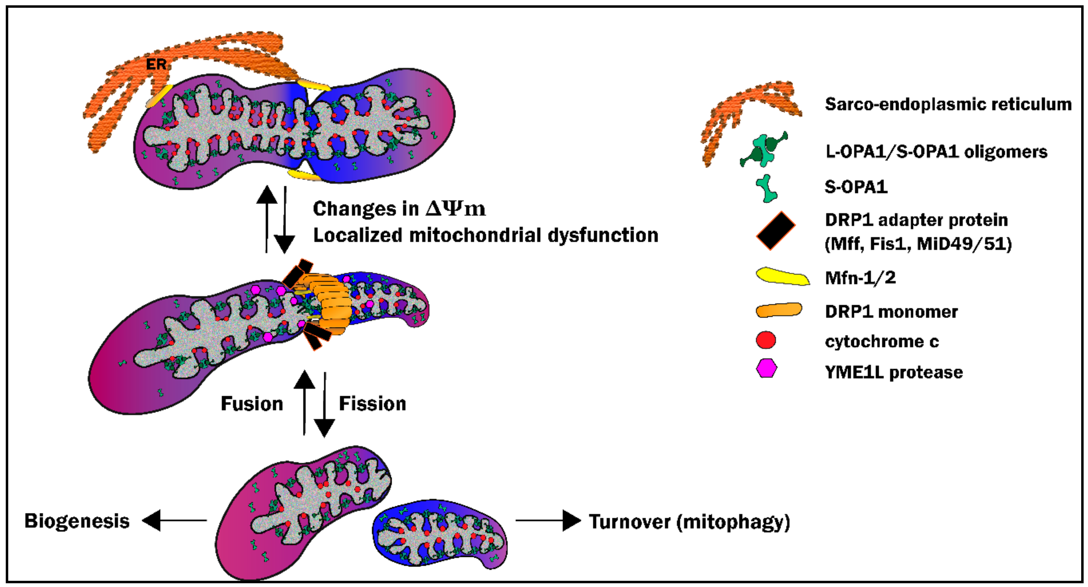 fusion and fission of mitochondria fusion and fission of mitochondria