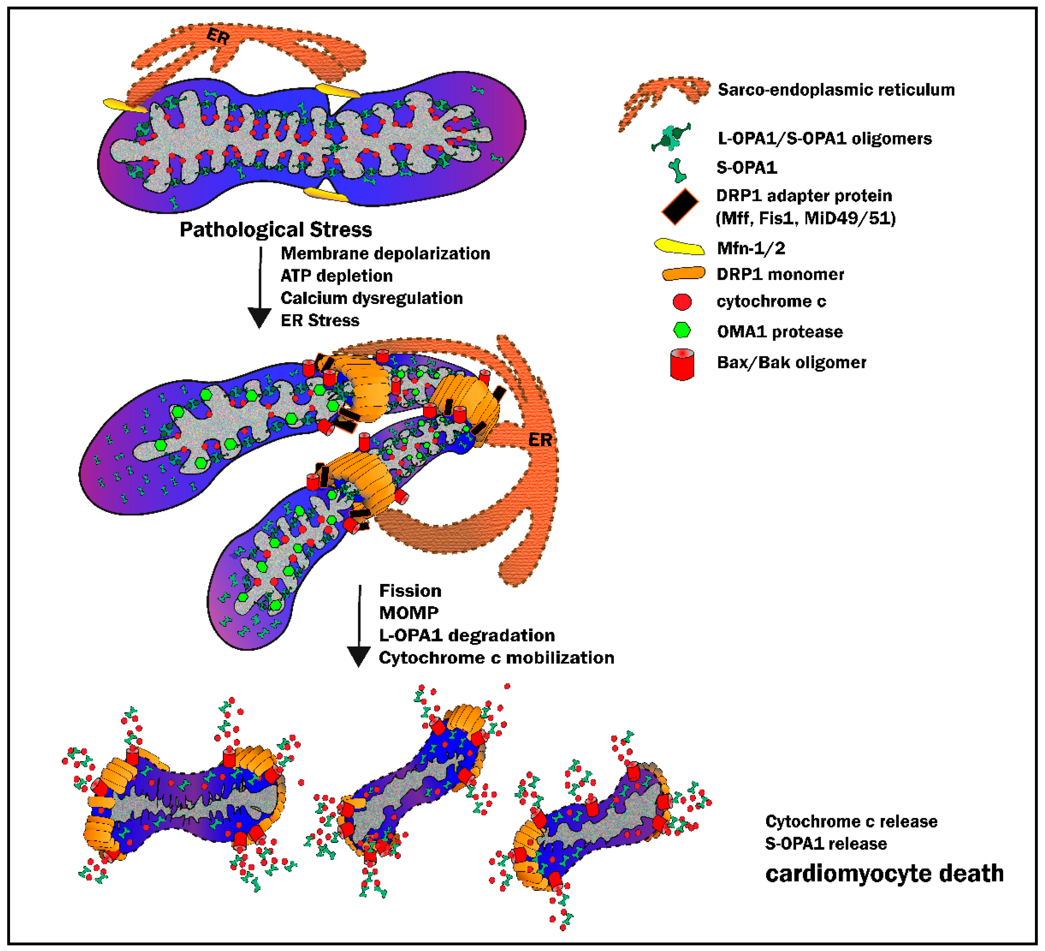 chan　1/4 Full article: Translocator protein (TSPO) ligands for the