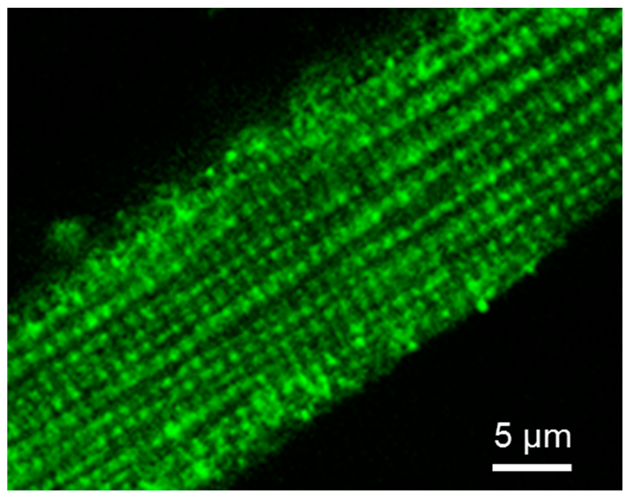 Cells 09 00222 g004 Cells 09 00222 g004